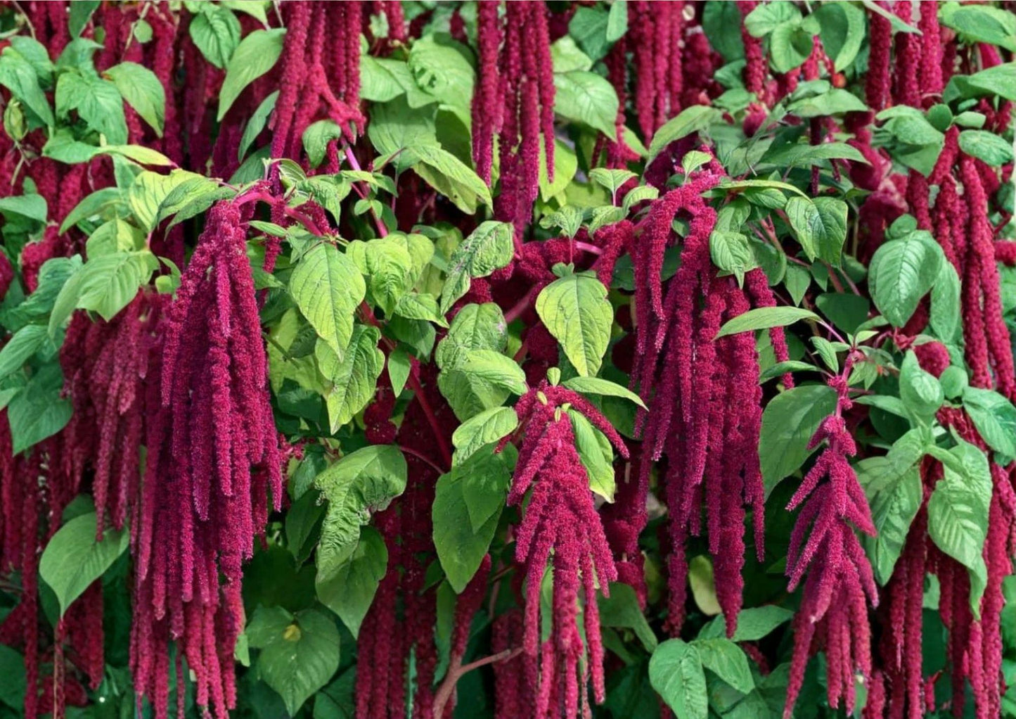 Love Lies Bleeding Seeds - 2500+ Drought Tolerant Amaranthus Seeds, Red Hanging Blooms, Non-GMO Ornamental Flower