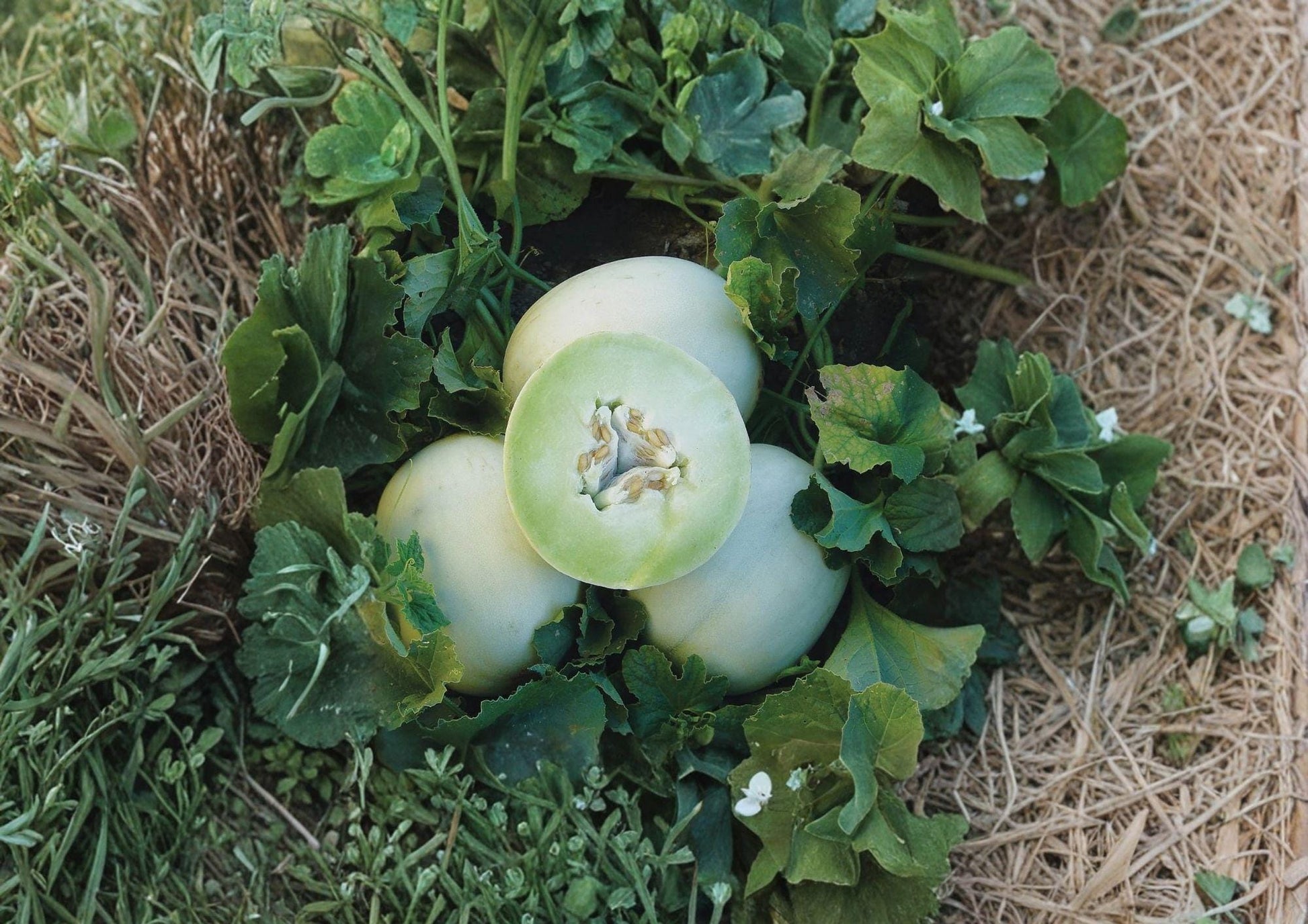 Honeydew Seeds - 50+ Heirloom Non-GMO Green Flesh Winter Melon Seeds for Garden Planting - Sweet Juicy Variety