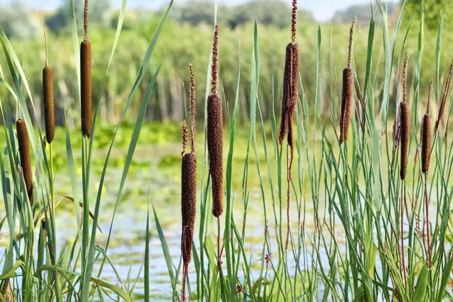 Cattail Seeds - 600 Pack - Typha latifolia - Perennial Aquatic Plant for Wetlands, Ponds, and Shoreline Gardens