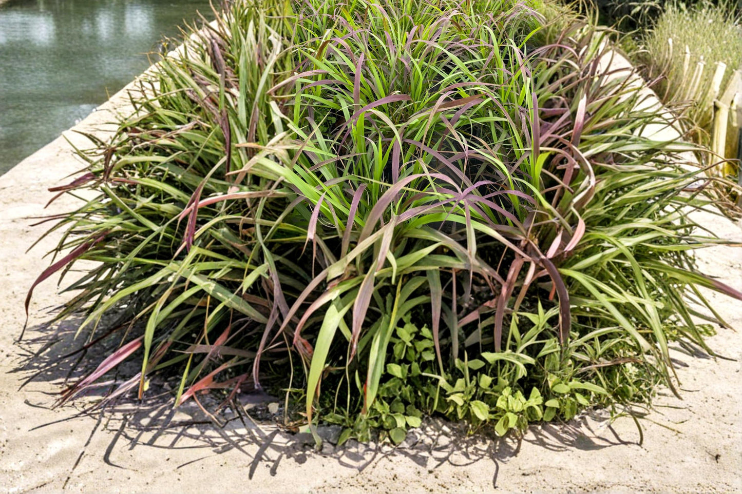 Purpletop Grass Seeds 500 Count - Tridens flavus - Native Perennial Bunchgrass with Purple Seed Heads for Meadows and Landscapes