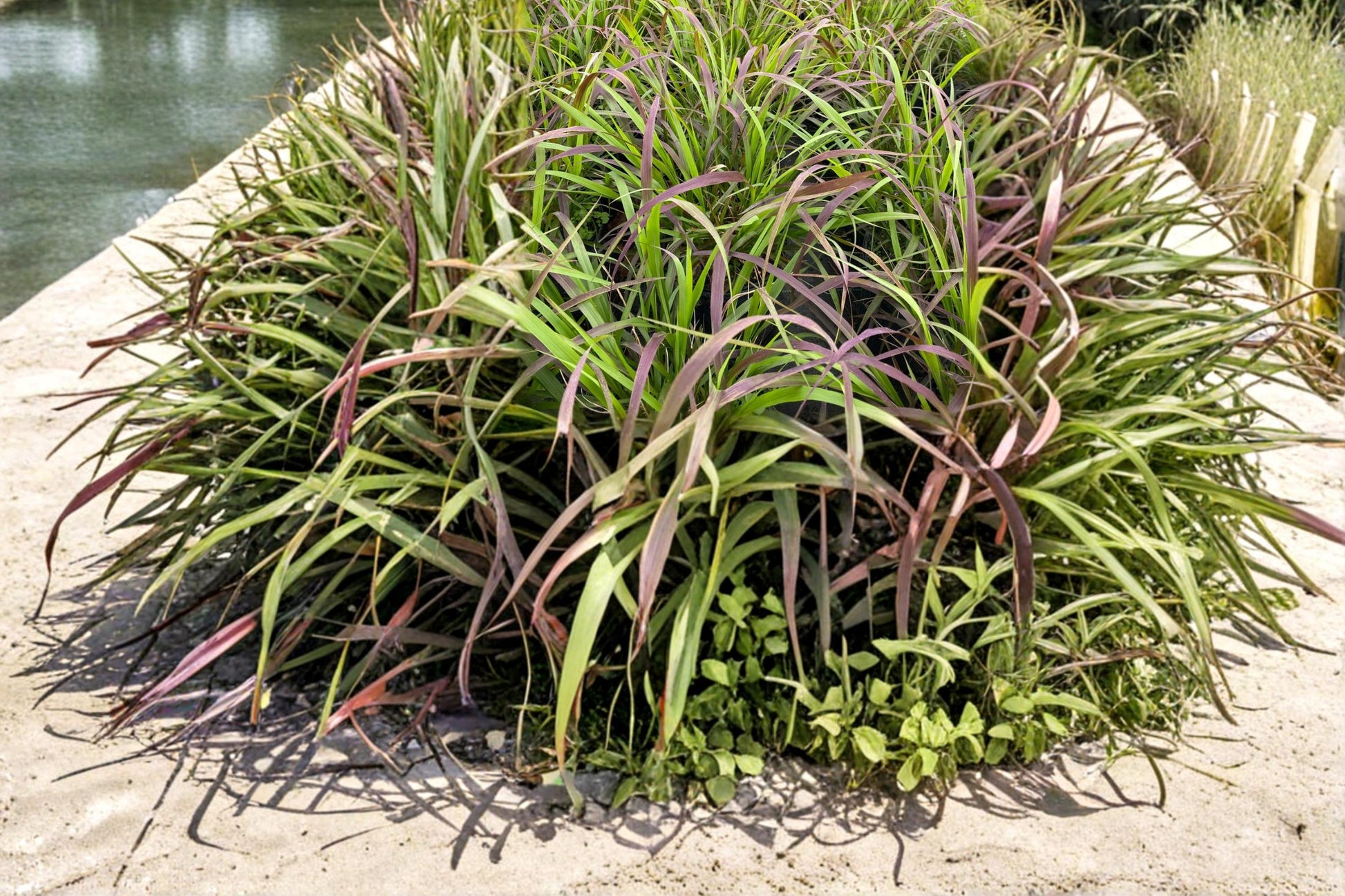 Purpletop Grass Seeds 500 Count - Tridens flavus - Native Perennial Bunchgrass with Purple Seed Heads for Meadows and Landscapes