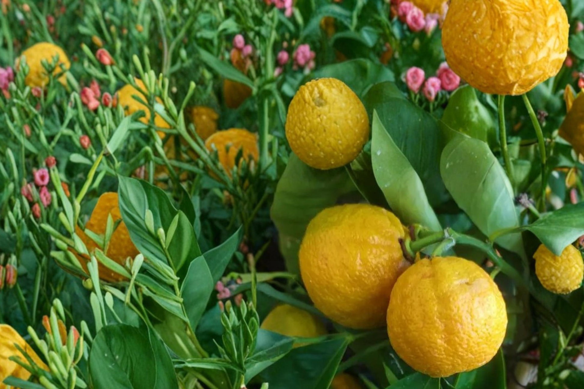 Dwarf Orange Seeds - 10 Pack Citrus sinensis - Compact Fruit Tree for Containers - Edible Orange Plant Seeds