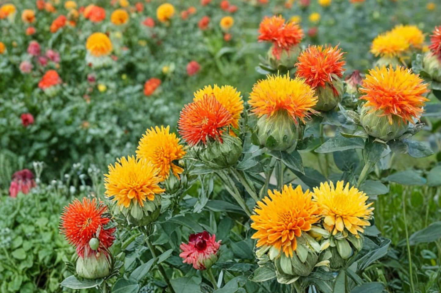 Zanzibar Safflower Seeds - 30 Mixed Color Seeds for Planting - Carthamus tinctorius - Orange and Gold Flowering Plant