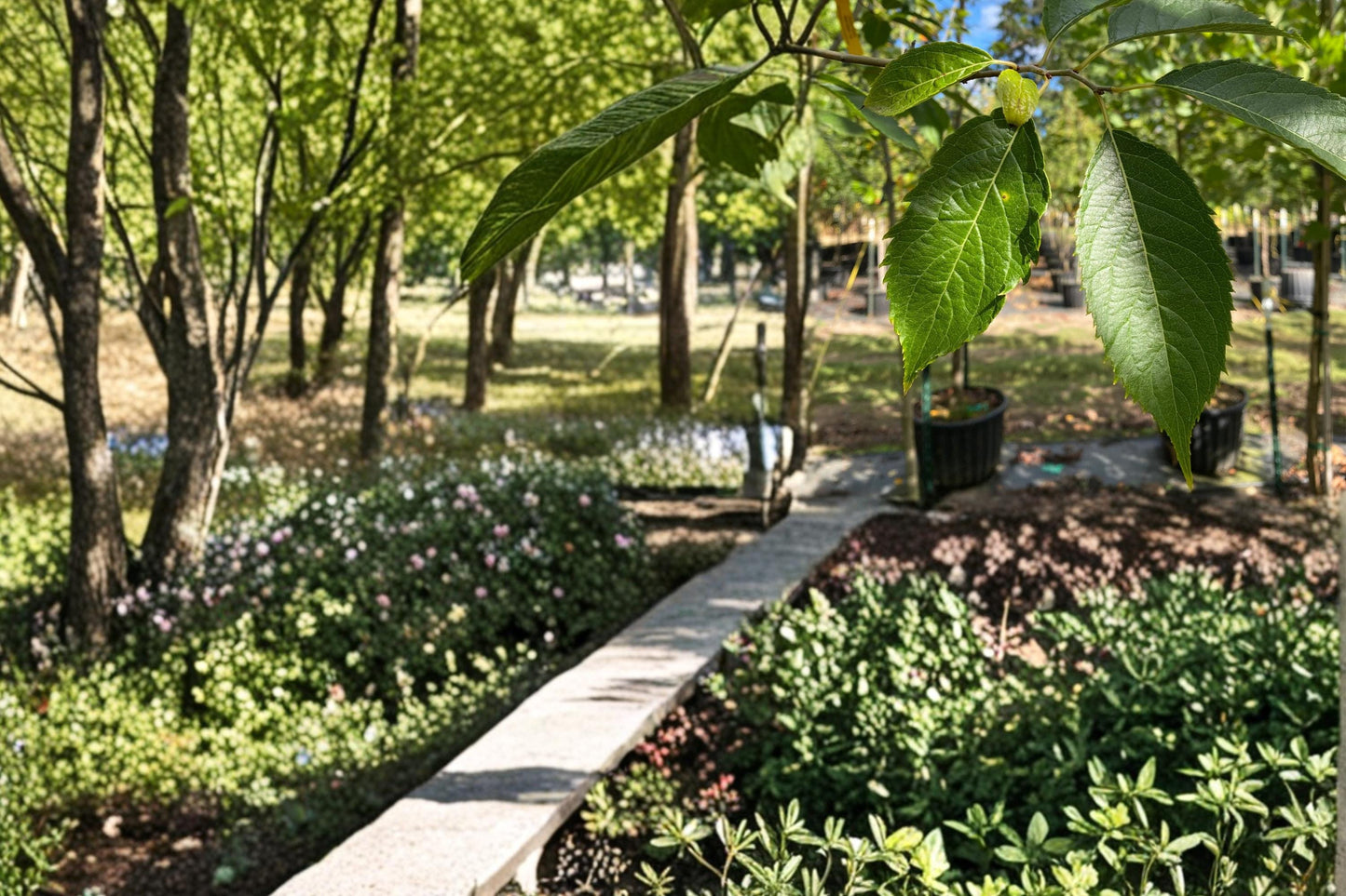 Hardy Rubber Tree Seeds - 20 Seeds Eucommia ulmoides - Deciduous Ornamental Shade Tree for Landscape Gardening