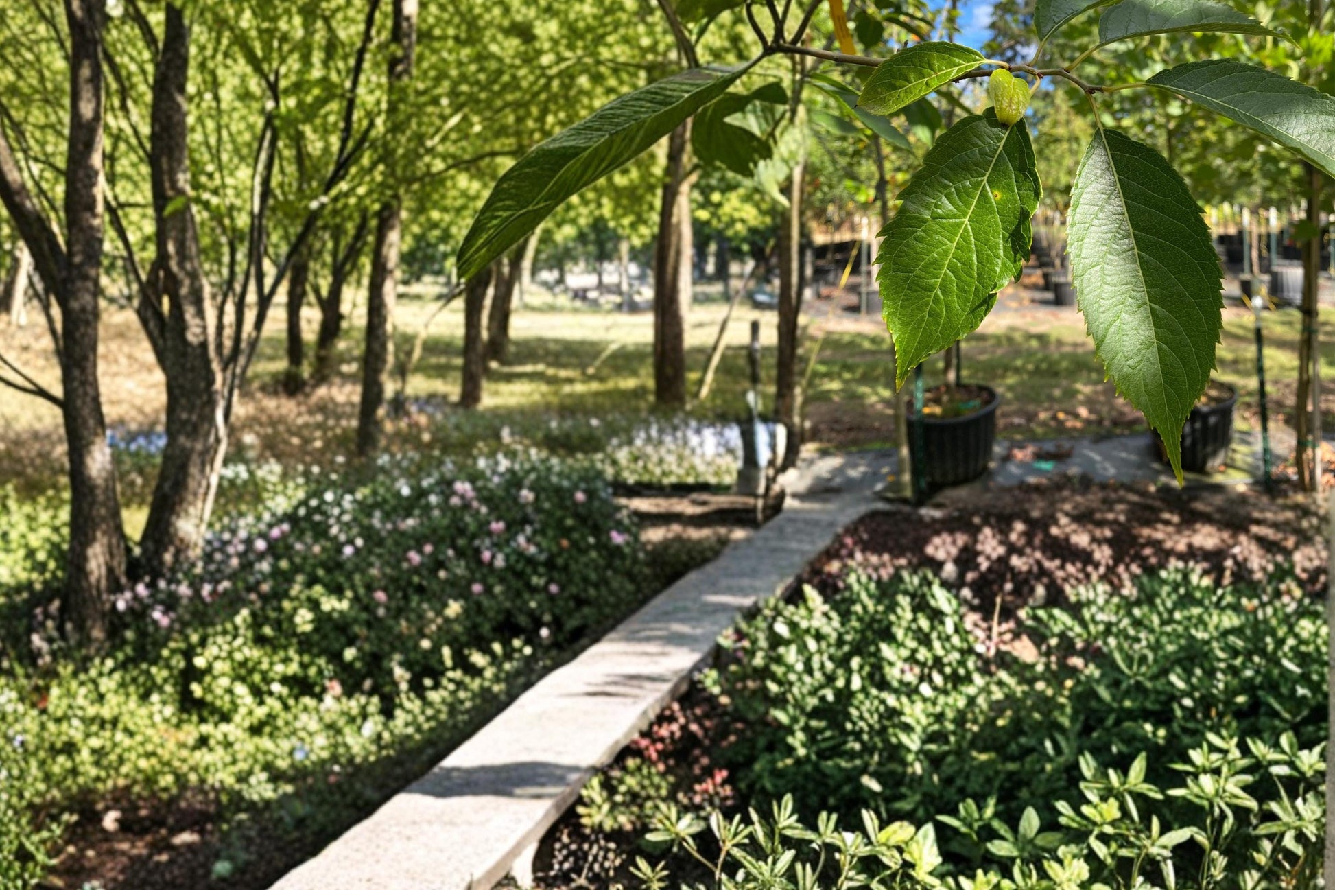 Hardy Rubber Tree Seeds - 20 Seeds Eucommia ulmoides - Deciduous Ornamental Shade Tree for Landscape Gardening