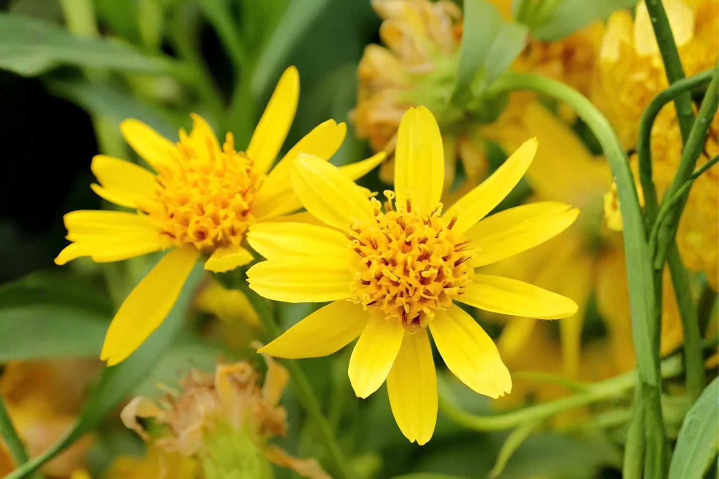 Meadow Arnica Seeds (100) - Bright Yellow Wildflower, Cheerful Blooms, Arnica chamissonis, Perfect for Pollinator Gardens