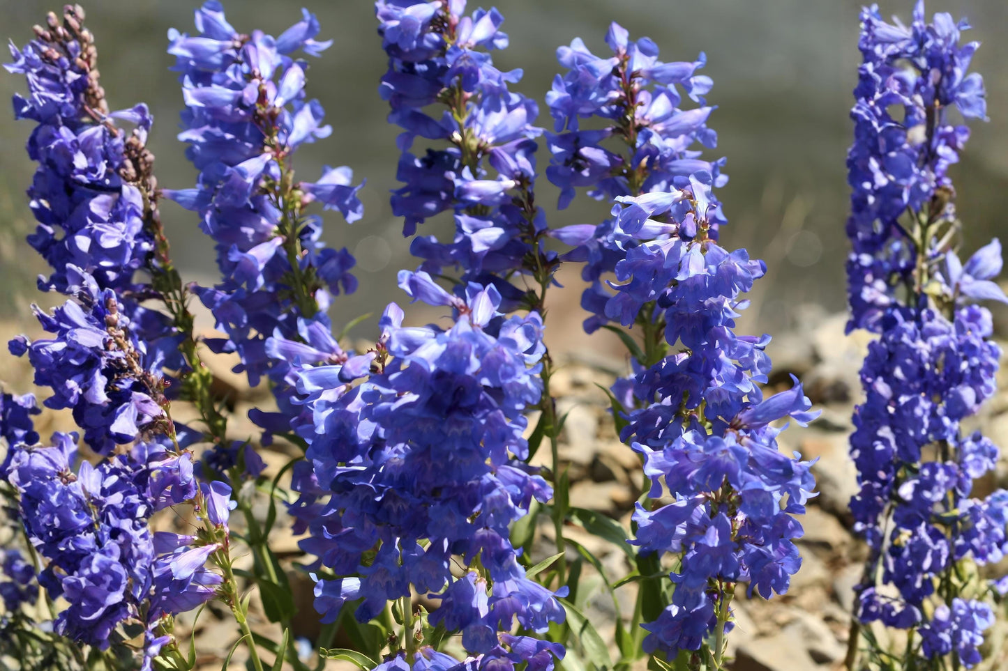 Pagoda Penstemon Seeds (50) | Lavender-Blue Wildflower | Penstemon angustifolius | Drought Tolerant, Xeriscaping, Pollinator