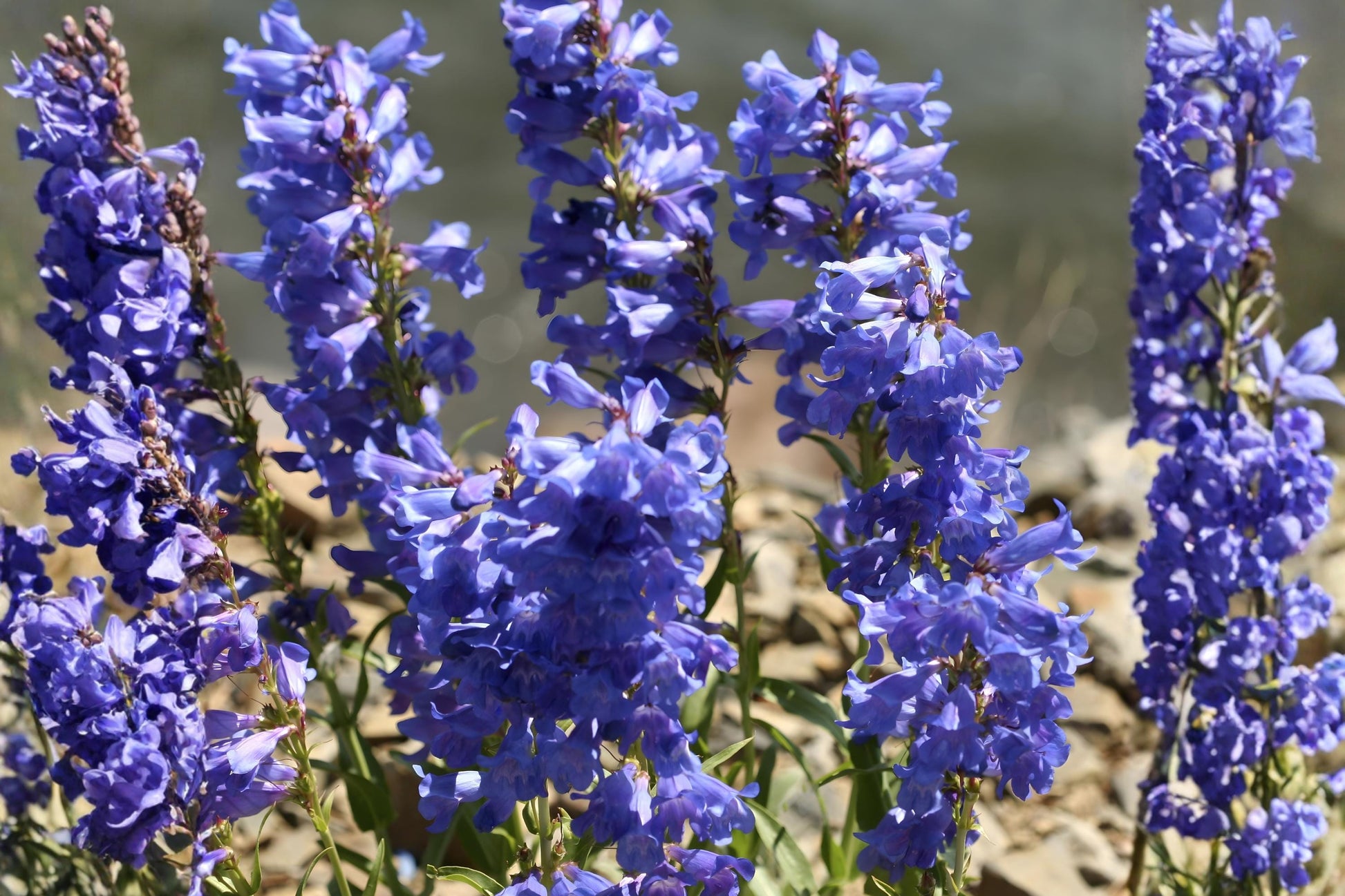 Pagoda Penstemon Seeds (50) | Lavender-Blue Wildflower | Penstemon angustifolius | Drought Tolerant, Xeriscaping, Pollinator