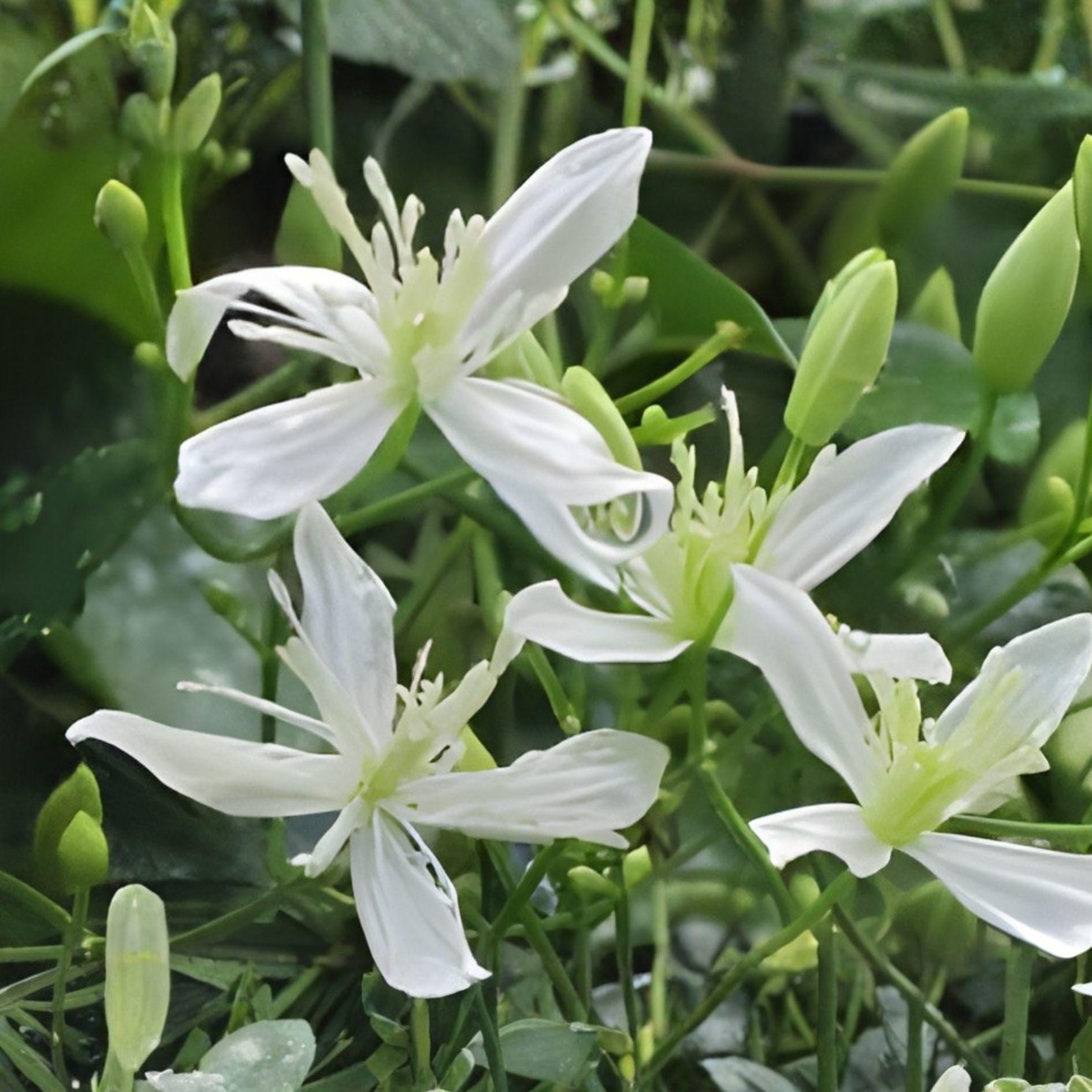 Sweet Autumn Clematis Cuttings, 10 Count, Fragrant White Star Flowers, Clematis terniflora, Climbing Vine for Garden