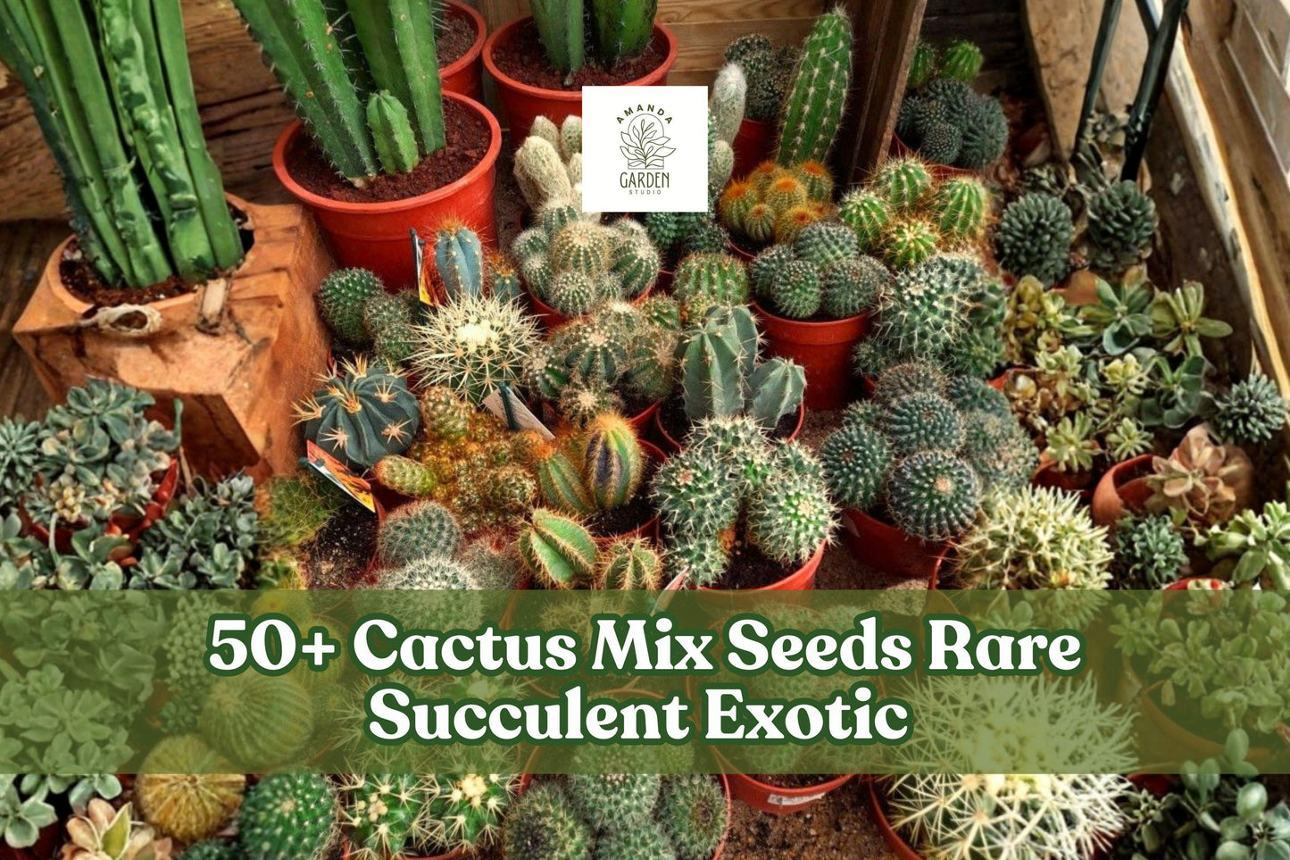 Cactus Seeds Mix - 50+ Rare Exotic Succulent Varieties - Cactaceae - Ideal for Indoor/Outdoor Growing and Collectors