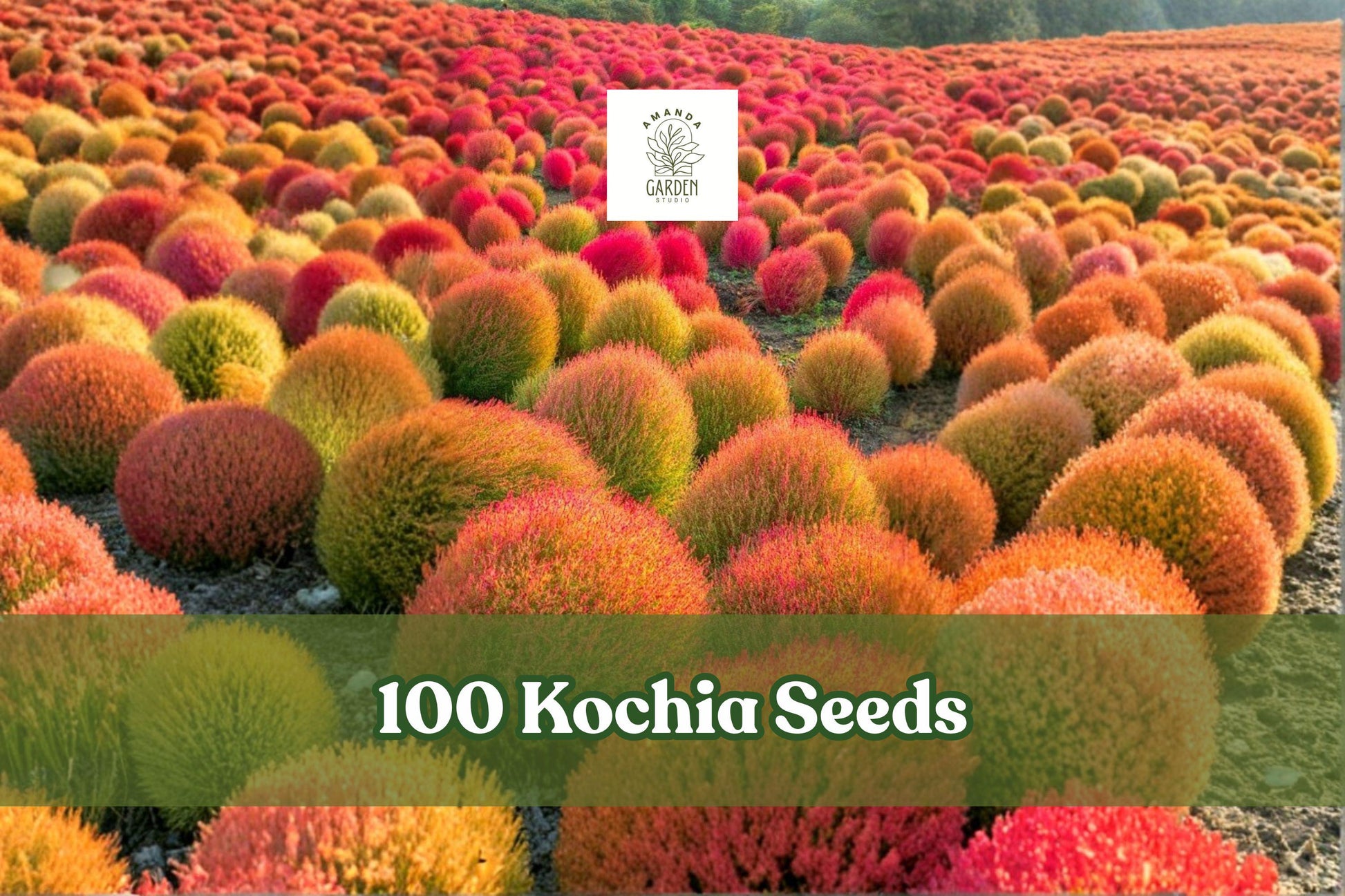 Kochia Seeds - 100 Pack Burning Bush Summer Cypress (Bassia scoparia) - Color-Changing Foliage for Garden Borders and Accents