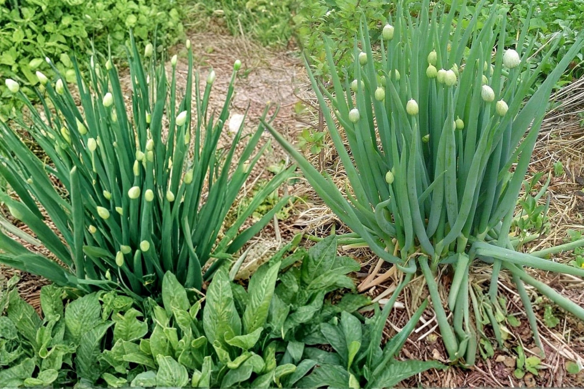 Nebuka Bunching Onion Seeds - 50 Count - Allium fistulosum - Slender Green Stalks - Herbaceous Vegetable for Garden & Containers