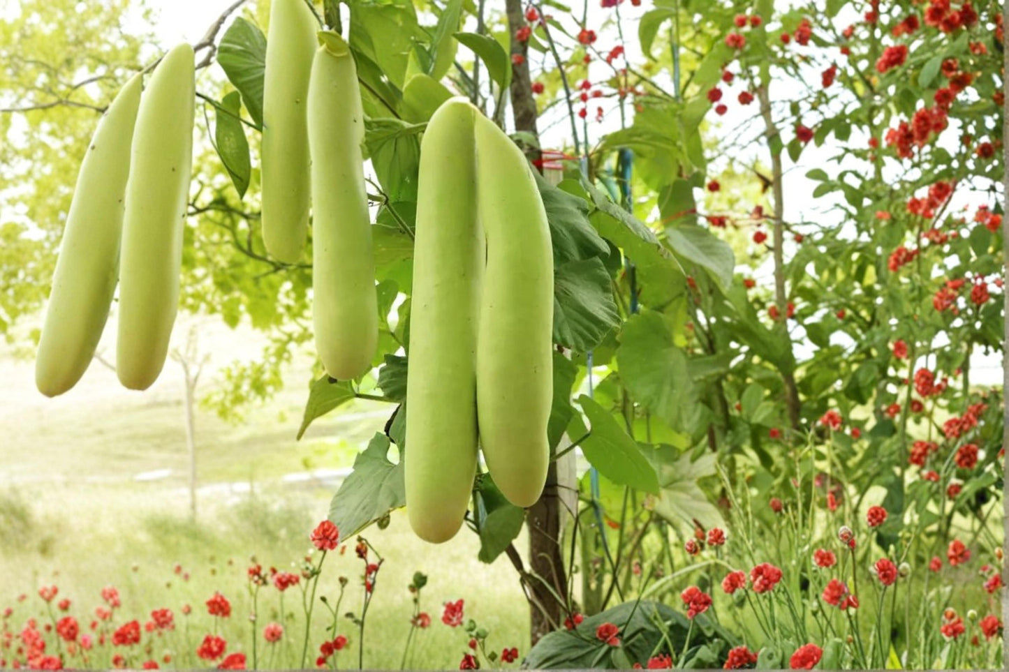 Cucuzzi Gourd Seeds - 10 Pack Lagenaria siceraria - Fast-Growing Climbing Vegetable for Trellises and Summer Gardens