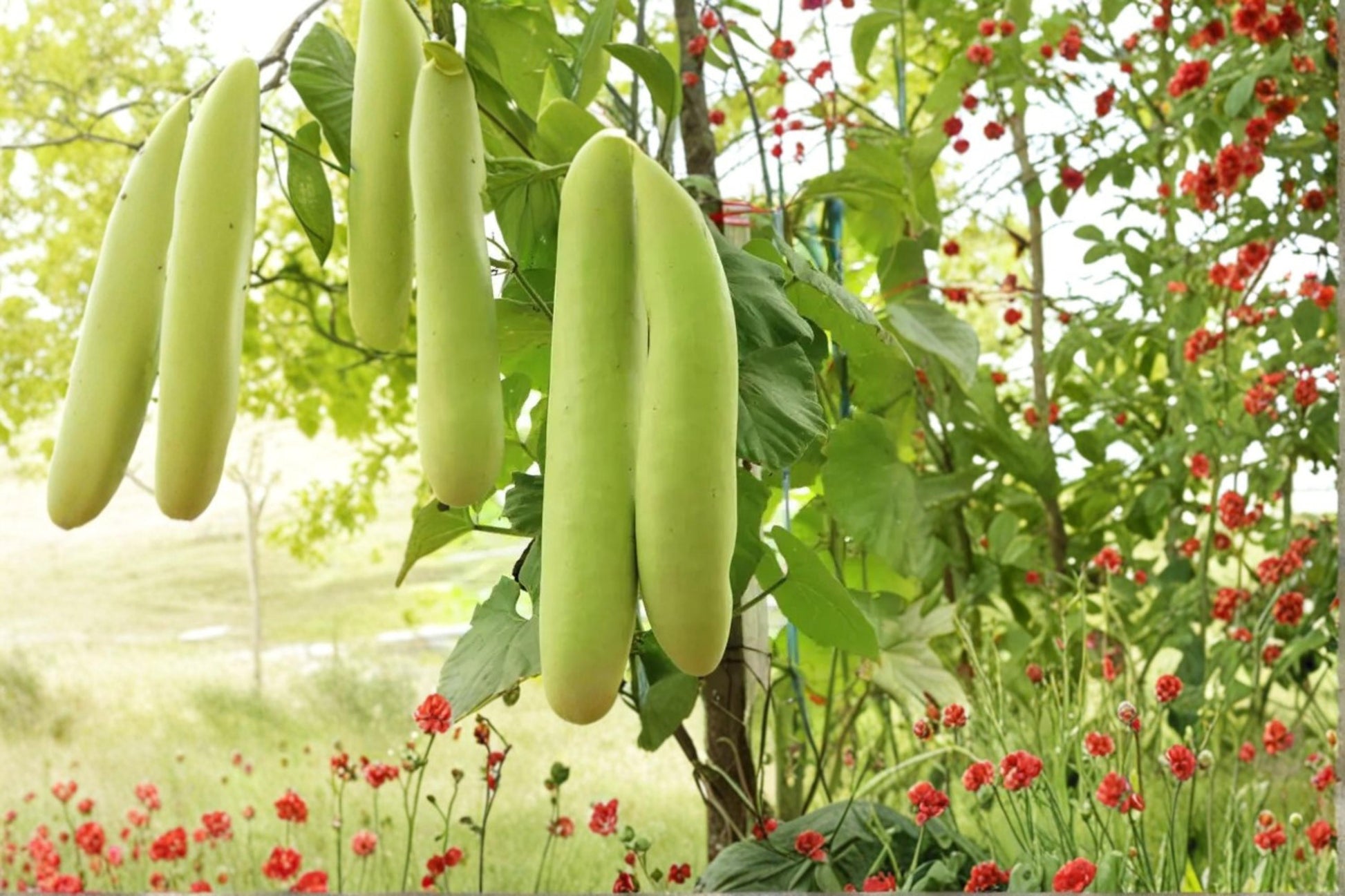 Cucuzzi Gourd Seeds - 10 Pack Lagenaria siceraria - Fast-Growing Climbing Vegetable for Trellises and Summer Gardens