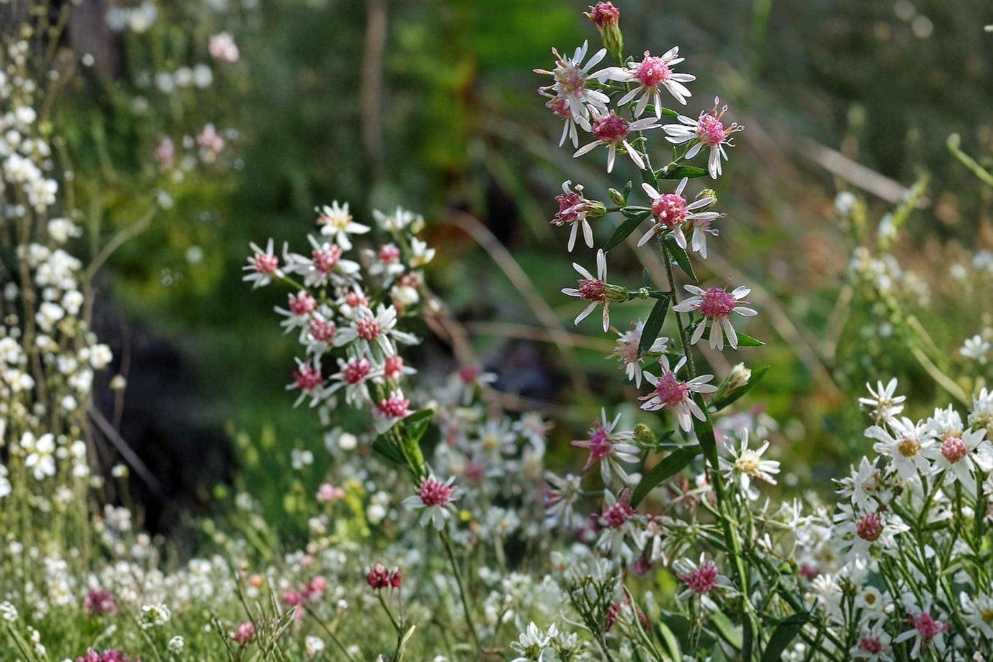 Calico Aster Seeds - 100 Seeds - Symphyotrichum lateriflorum - White Flowers for Woodland Edges & Meadows - Native Perennial