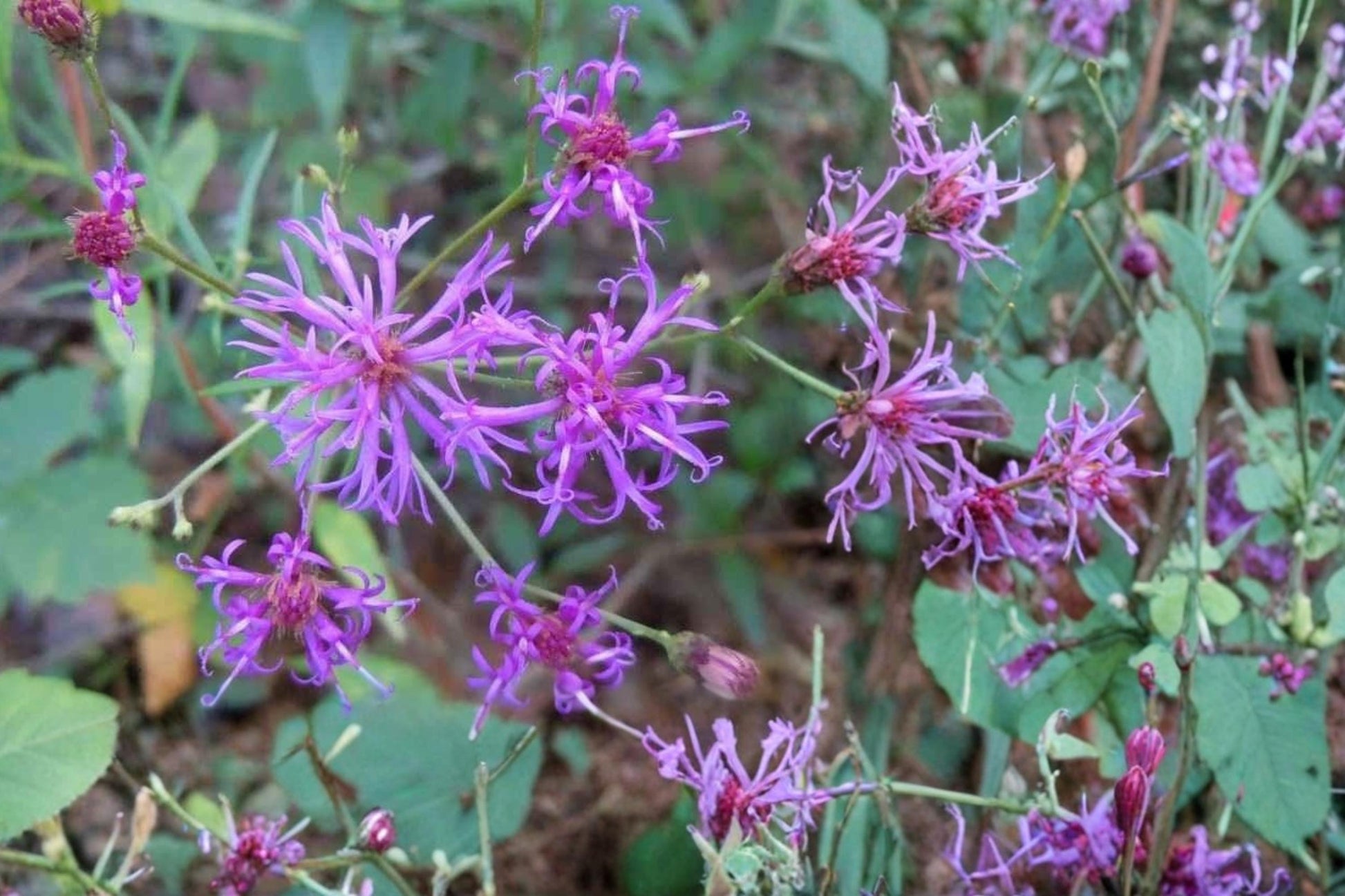 Narrow Leaf Ironweed Seeds - 100 Count - Purple Wildflower - Vernonia angustifolia - Herbaceous Perennial for Prairies & Meadows