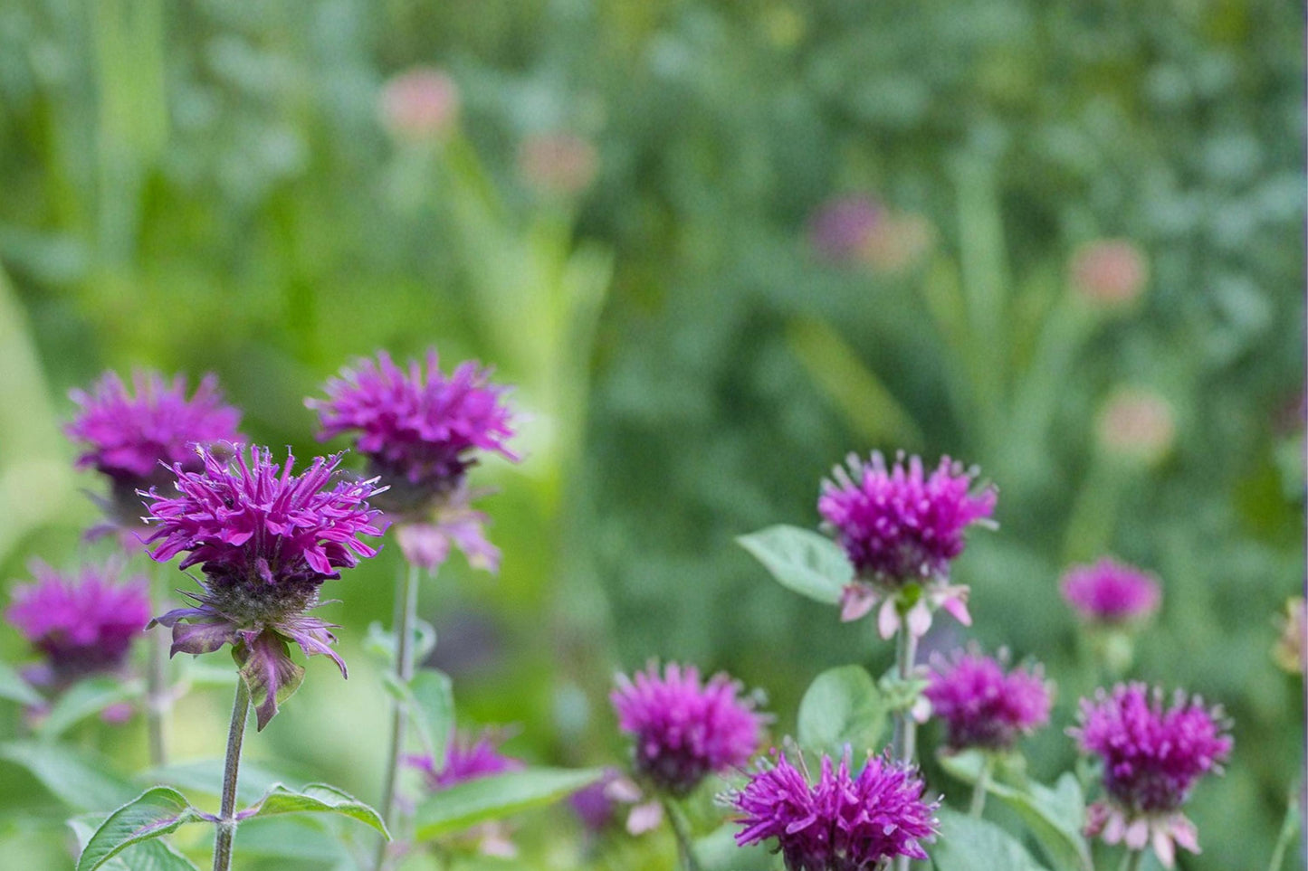 Purple Bergamot Seeds - 100 Count - Monarda media - Aromatic Lavender to Purple Flowers - Perennial Wildflower for Meadows