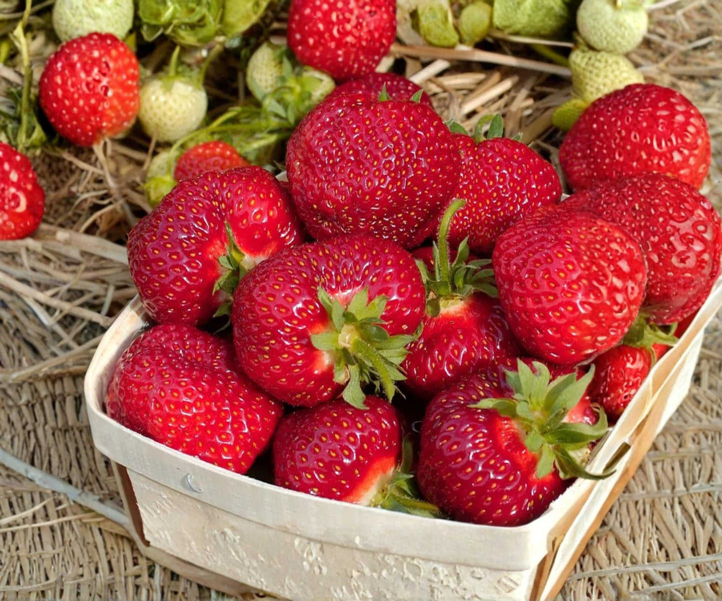 Honeoye Strawberry Plants - 25 Bare Root June Bearing Edible Berries - Fragaria × ananassa ‘Honeoye’ - Bulk Garden Starter