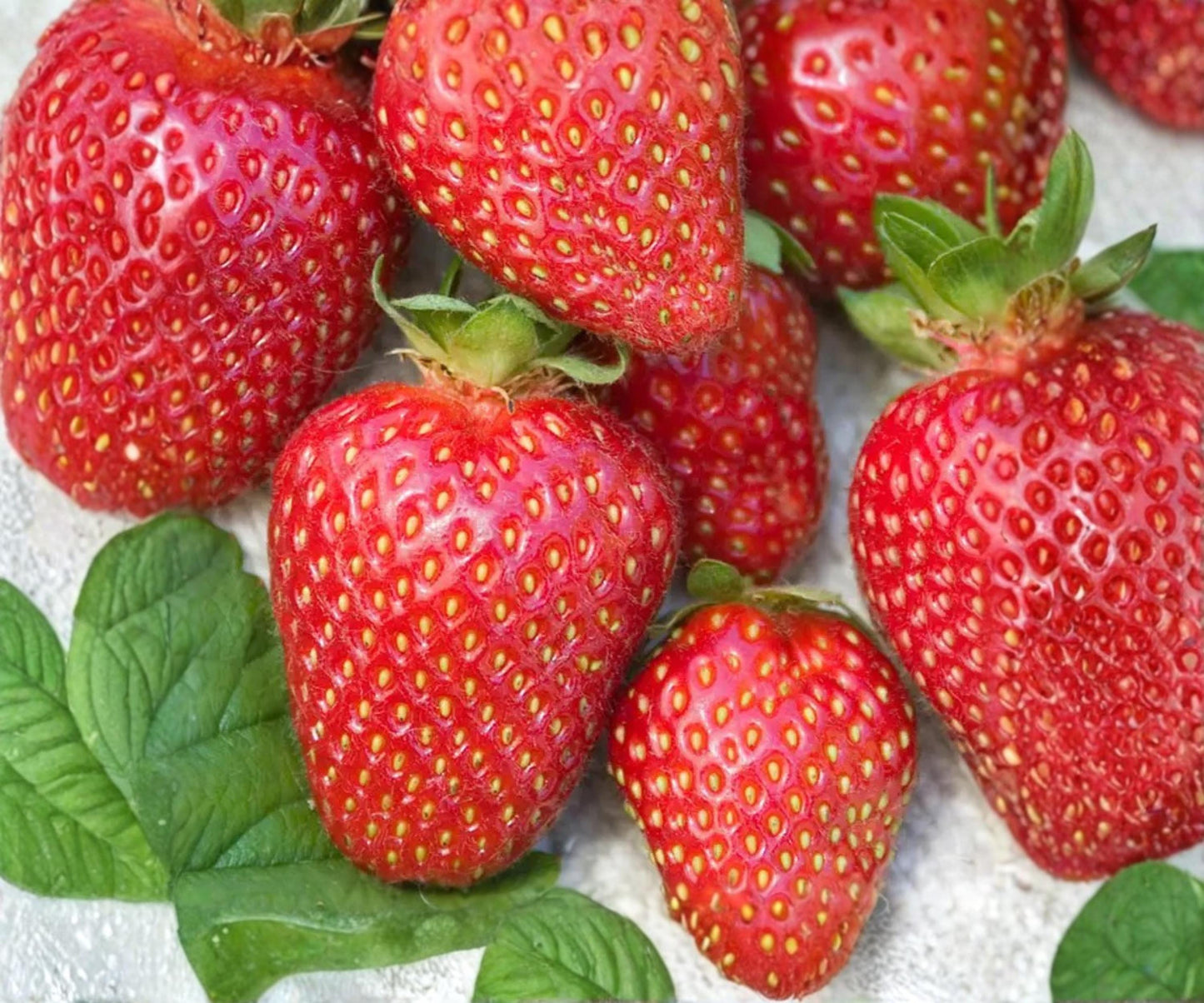 Allstar Strawberry Plants - 10 Bare Root June Bearing Edible Perennials - Fragaria × ananassa - Sweet, Juicy Berries for Garden
