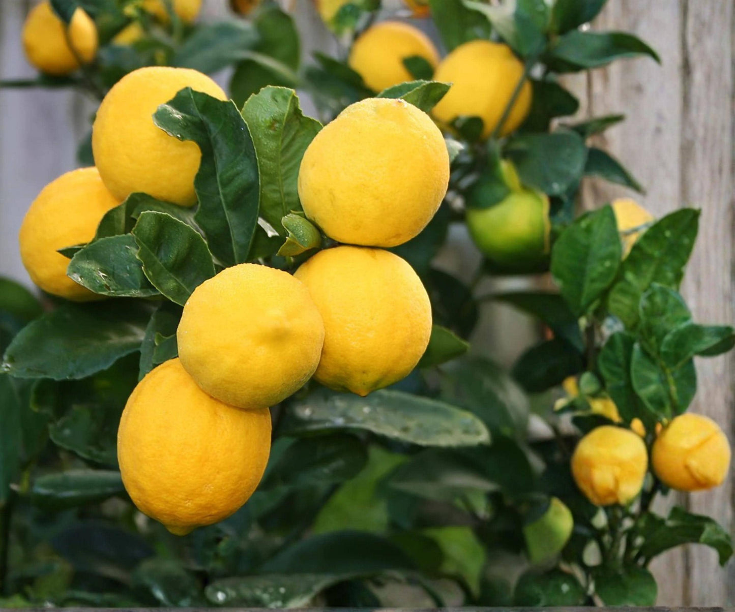 Meyer Lemon Tree Live Plant 1 Gallon Pot Citrus Fruit Indoor Outdoor - Citrus x meyeri, Easy Care, Sweet Juicy Lemons
