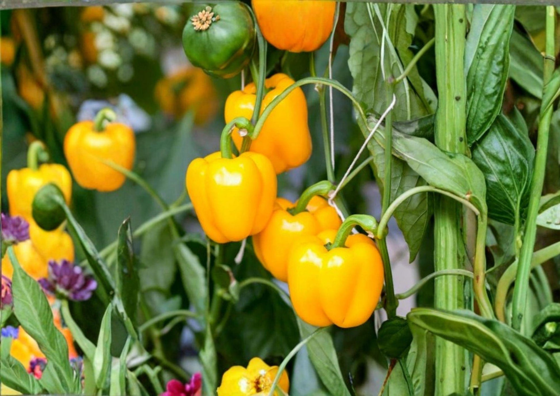Mini Yellow Bell Pepper Seeds - 50+ Non-GMO Sweet Pepper Seeds for Garden Planting - High Yield Variety - Capsicum annuum
