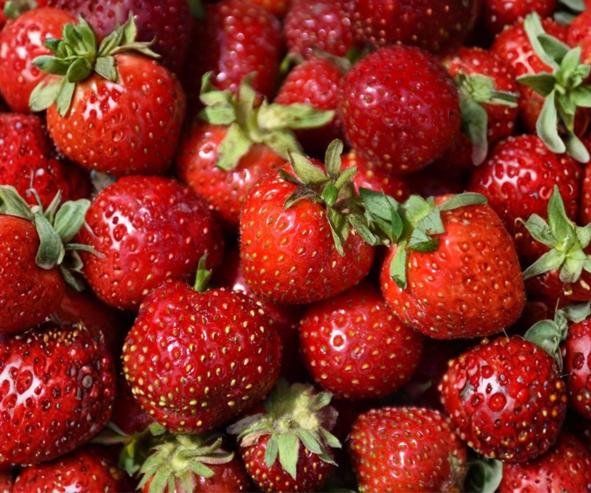 Quinault Strawberry Plants - 10 Bare Root Everbearing Strawberries - Fragaria - Sweet, Juicy Berries for Home Garden