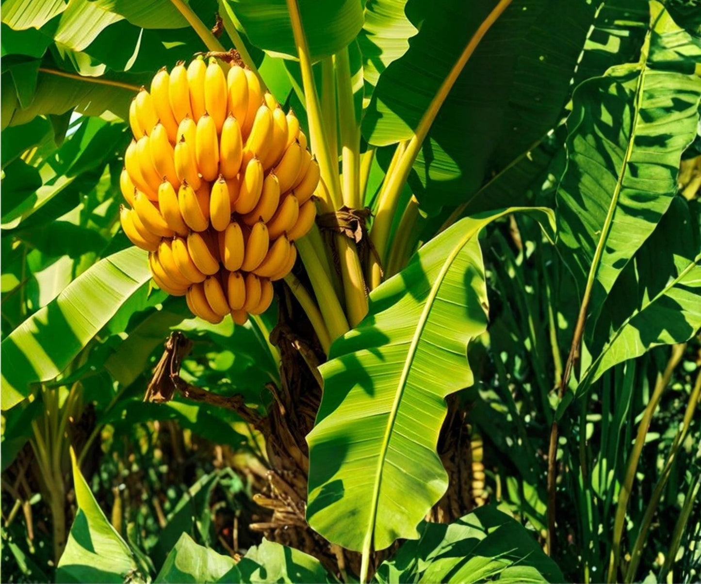 Dwarf Cavendish Banana Plants Set of 4 - Fast Growing Tropical Indoor Outdoor Plants - Musa acuminata