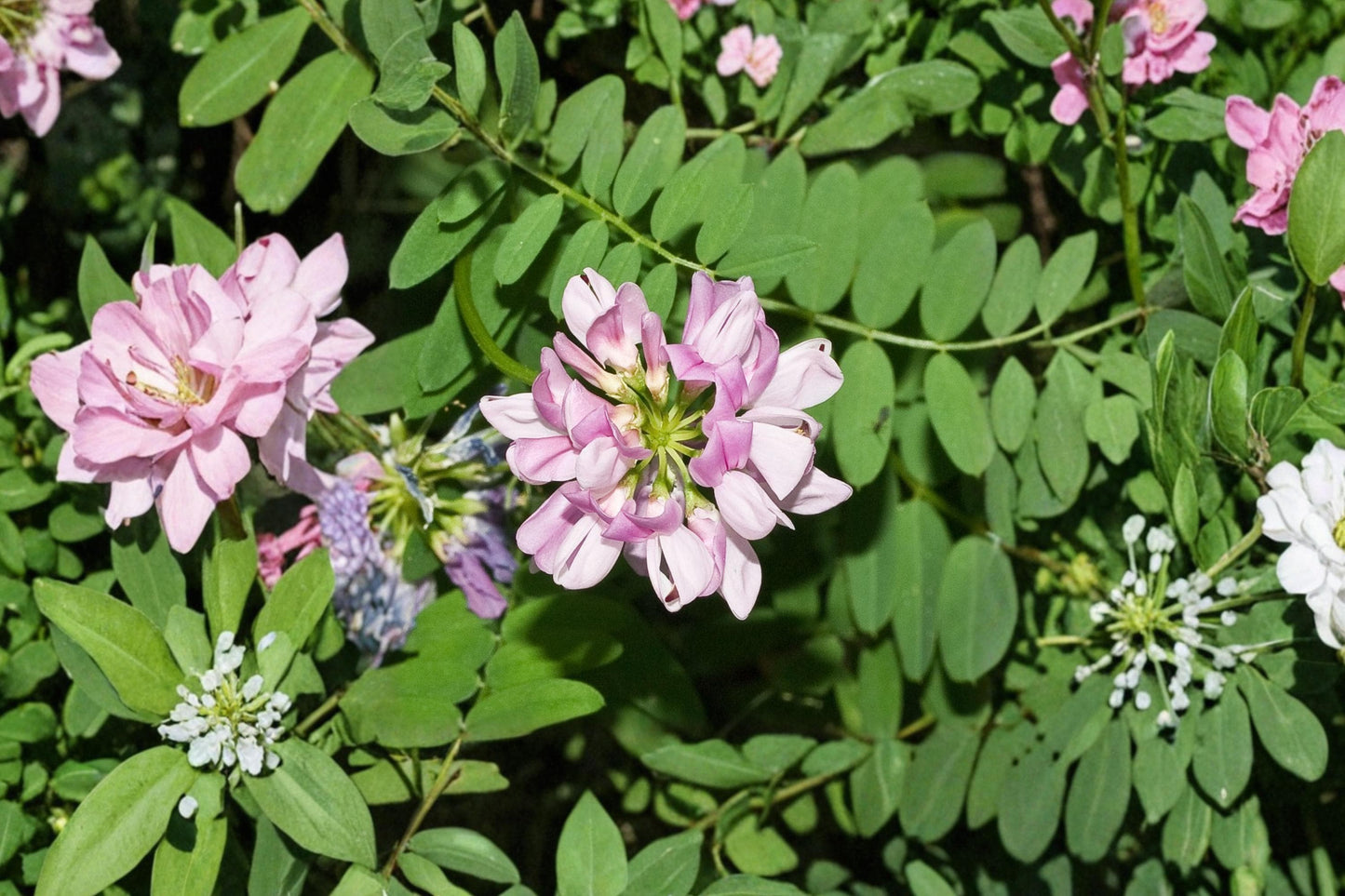 Crownvetch Seeds 30 Count - Pink to White Wildflower, Coronilla varia, Ground Cover Perennial for Erosion Control and Slopes
