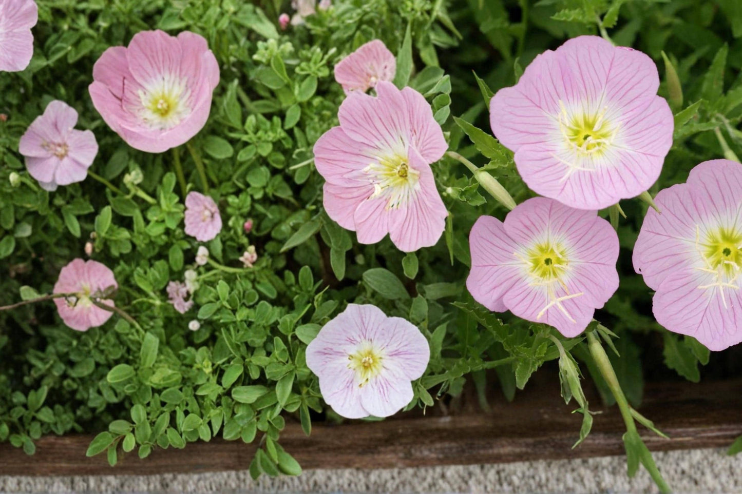 Showy Evening Primrose Seeds - 100 Count - Oenothera speciosa - Pink to White Flowers - Low-Growing Perennial Ground Cover