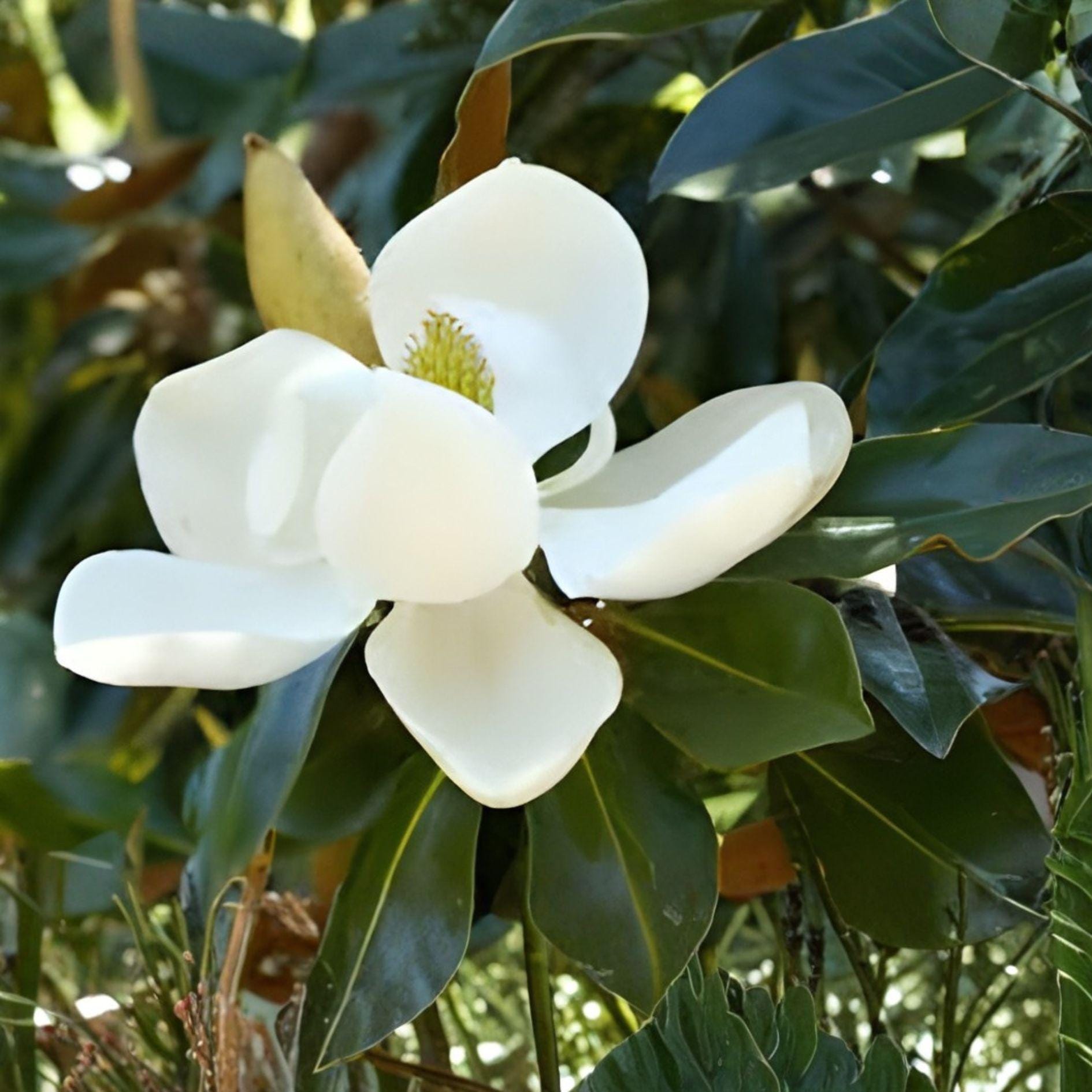 Southern Magnolia Cuttings | 8 Unrooted Cuttings | Fragrant White Blooms | Magnolia grandiflora
