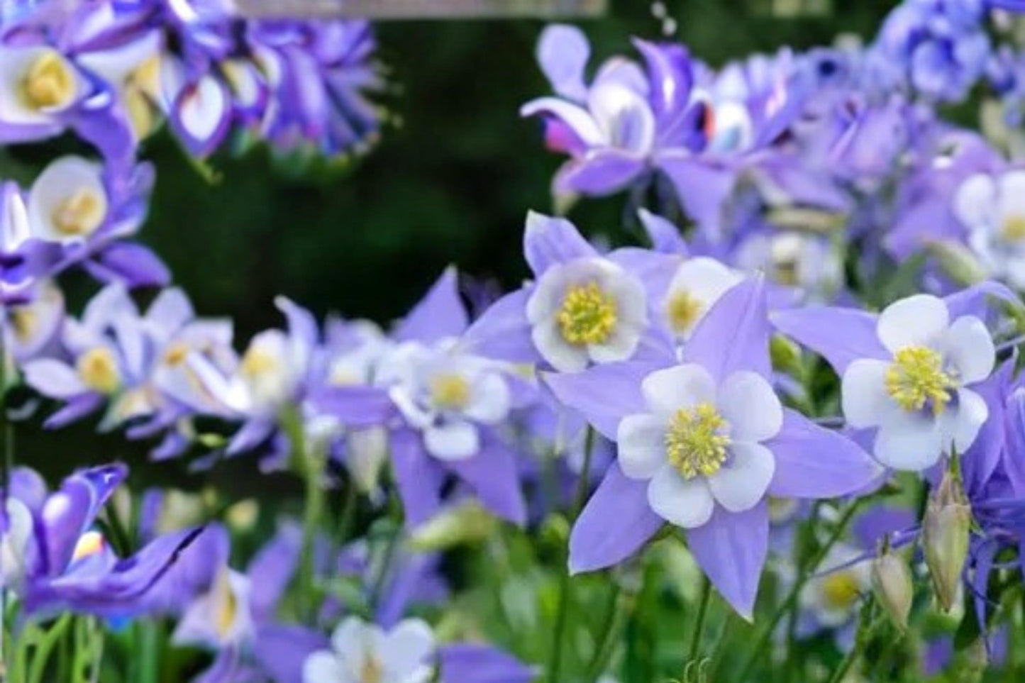 Blue Rocky Mountain Columbine Seeds - 100 Count - Aquilegia caerulea - Blue and White Perennial Wildflower for Gardens