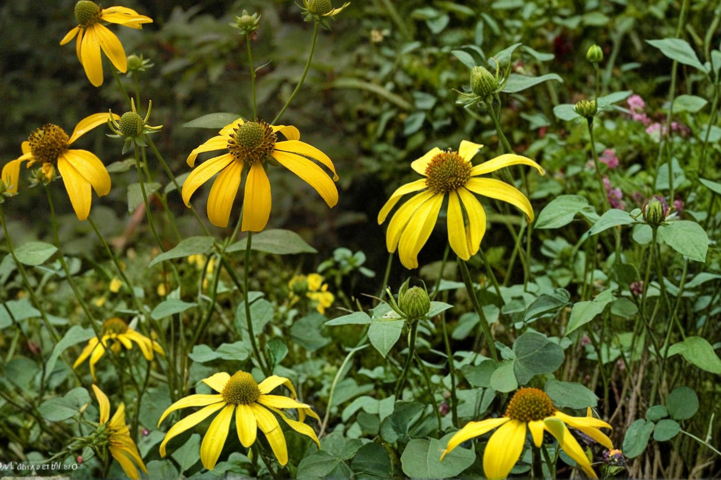 Cut-Leaf Coneflower Seeds 50 Count - Rudbeckia laciniata - Yellow Perennial Wildflower for Meadows and Woodland Edges