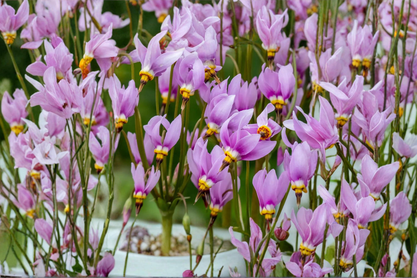 Midland Shooting Star Seeds - 100 Count - Pink to Lavender Wildflower - Dodecatheon meadia - Native Perennial for Gardens
