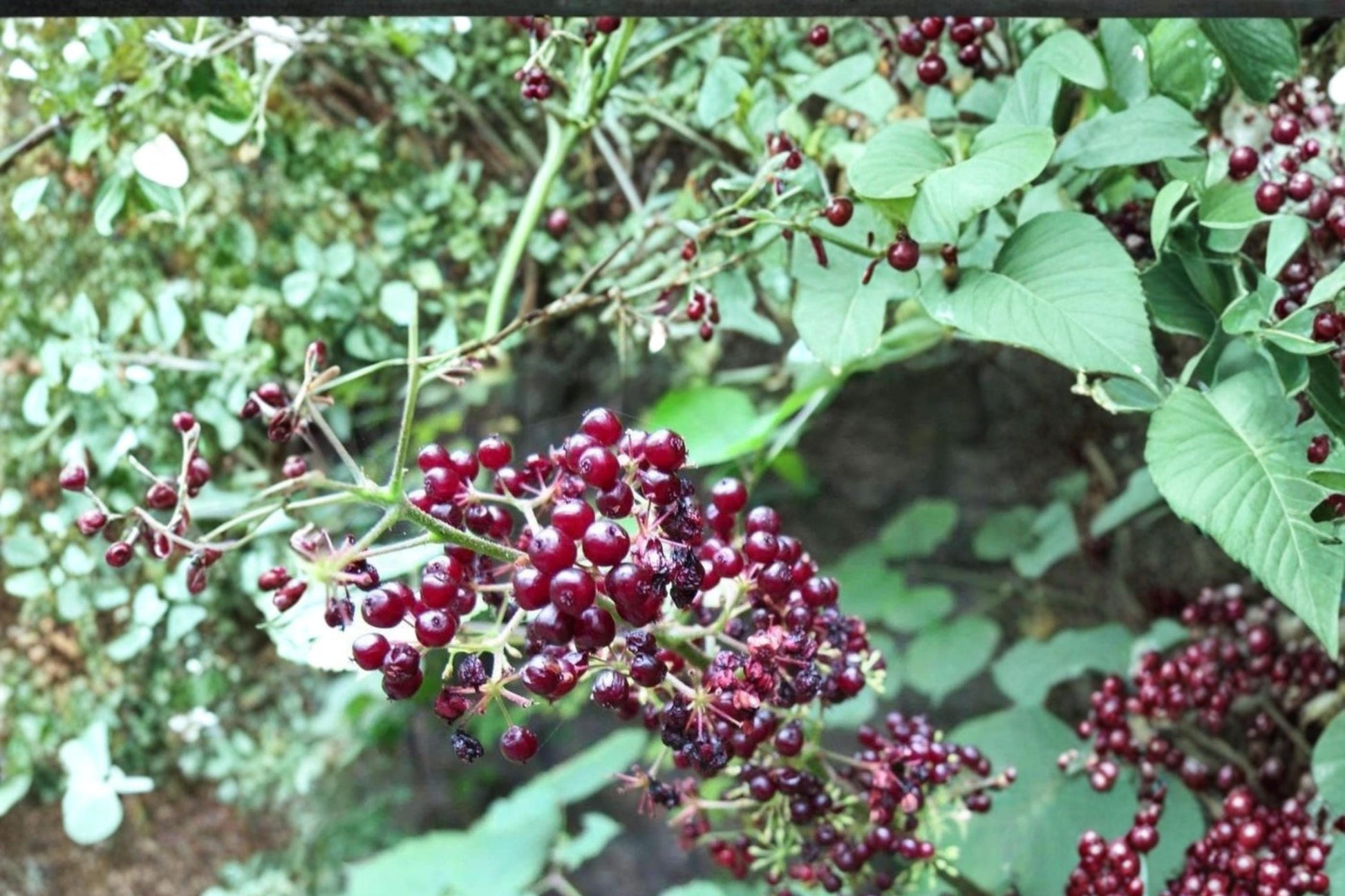 American Spikenard Seeds - 50 Count - Aralia racemosa - Native Perennial with White Flowers & Dark Berries for Shade Gardens