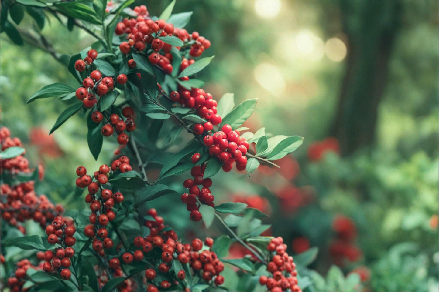Mountain Holly Seeds - 10 Count - Ilex montana - Deciduous Shrub with Smooth Foliage & Seasonal Berries for Woodland Edges