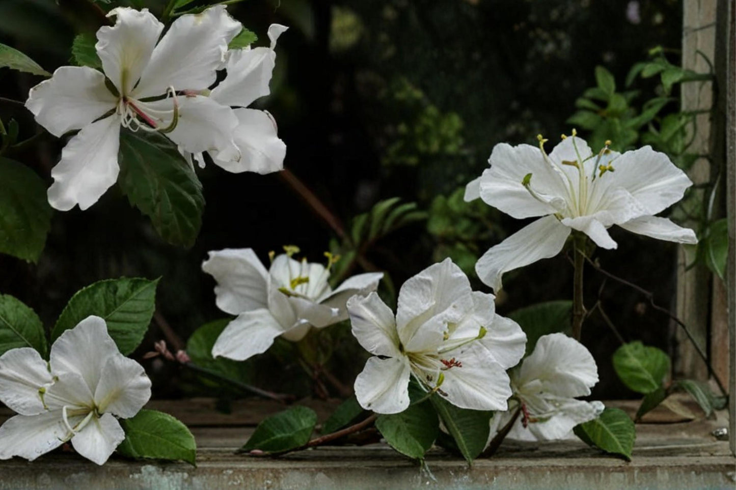 White Orchid Tree Seeds - 10 Seeds - Bauhinia variegata var. candida - Large White Flowers - Deciduous Ornamental Tree