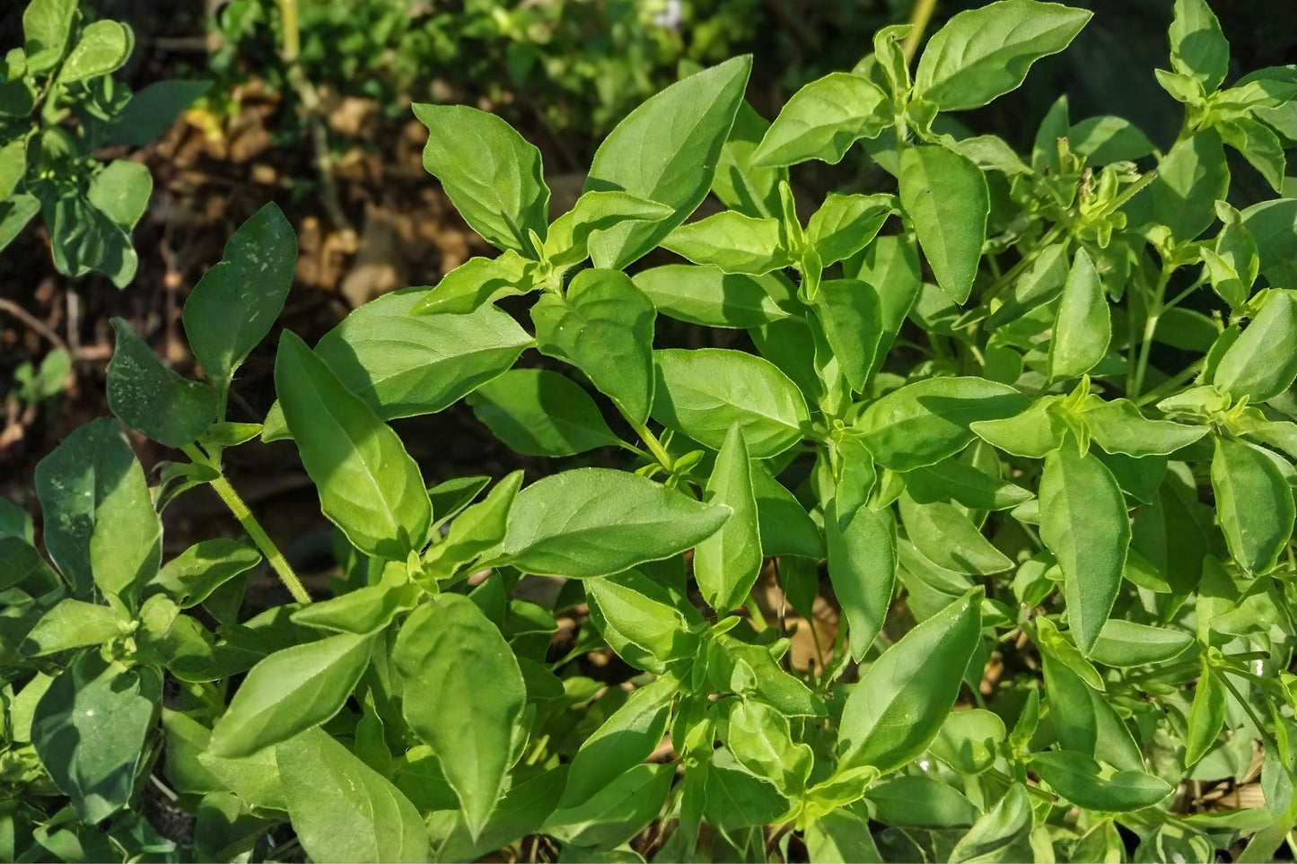 Lemon Basil Seeds (75) - Citrus Aroma Herb for Cooking - Ocimum basilicum - Easy to Grow, Perfect for Herb Gardens & Containers