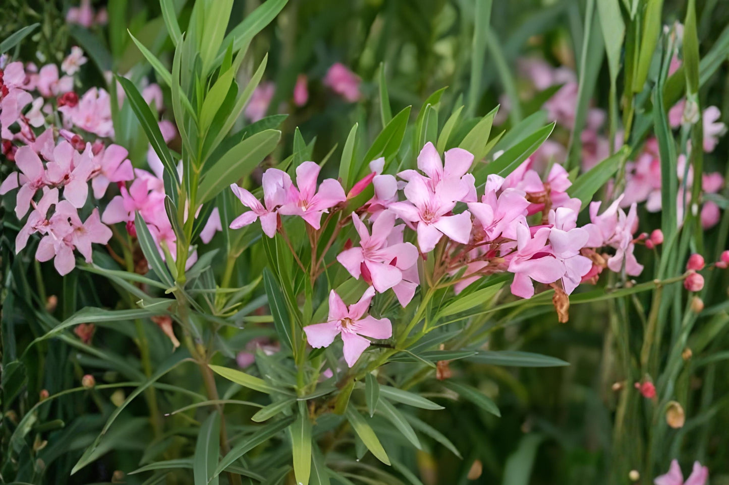 Oleander Seeds - 75 Count - Pink, White, or Red Flowering Shrub - Nerium oleander - Drought-Tolerant Ornamental Plant
