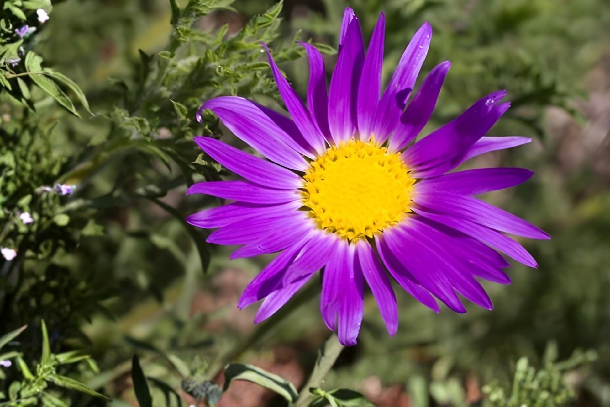 Tahoka Daisy Seeds (100) | Purple Native Wildflower | Machaeranthera tanacetifolia | Drought-Tolerant, Pollinator-Friendly