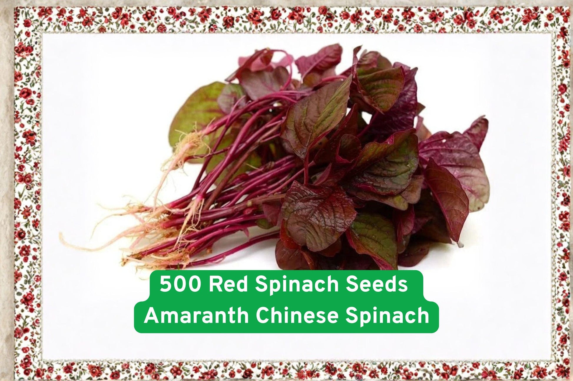 500 Red Spinach Seeds - Amaranth Chinese Spinach, Nutrient-Rich Superfood (Amaranthus tricolor) for Edible Gardens