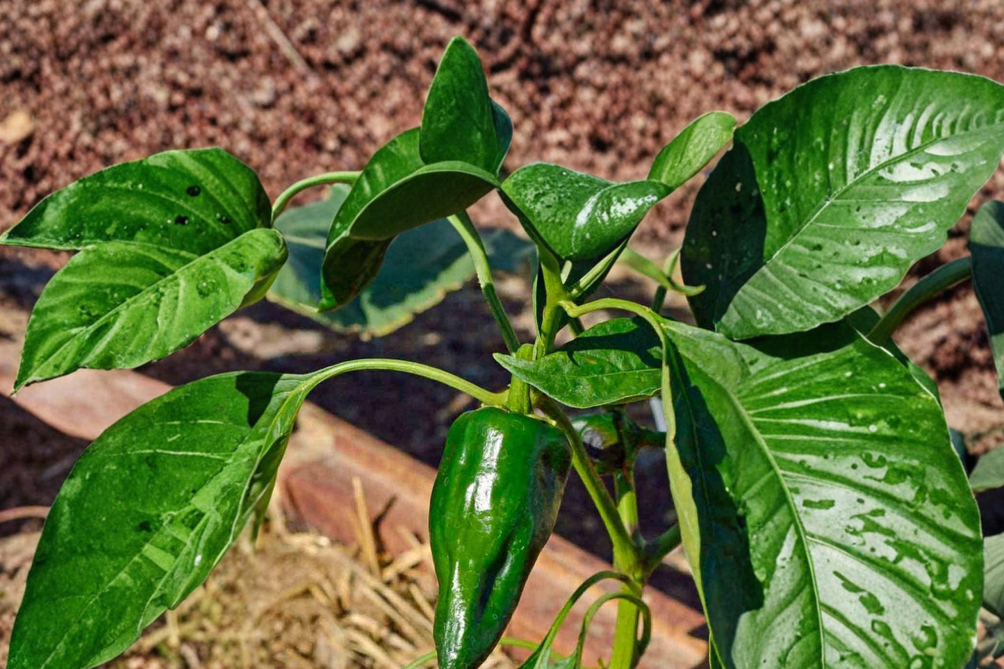 Ancho Poblano Pepper Seeds 25 Count - Capsicum annuum - Mild Heat, Broad Green Fruits, Ideal for Garden Beds & Containers