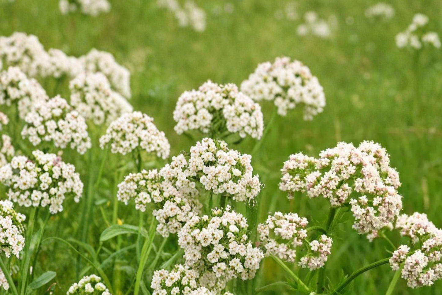 Anise Seeds - 100 Count - Pimpinella anisum - Aromatic Herb for Herb Gardens - Fine Feathery Foliage & White Flowers