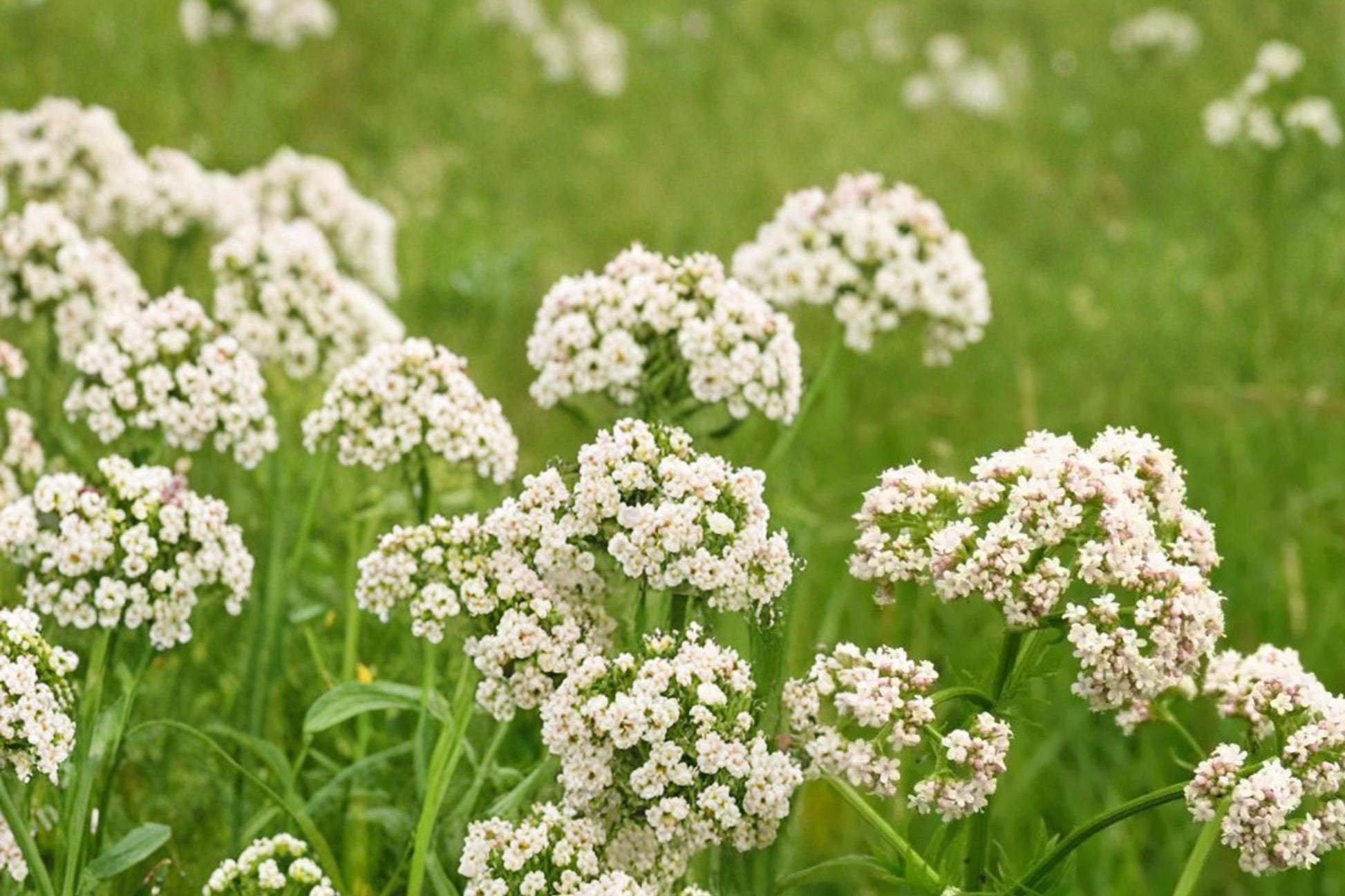 Anise Seeds - 100 Count - Pimpinella anisum - Aromatic Herb for Herb Gardens - Fine Feathery Foliage & White Flowers