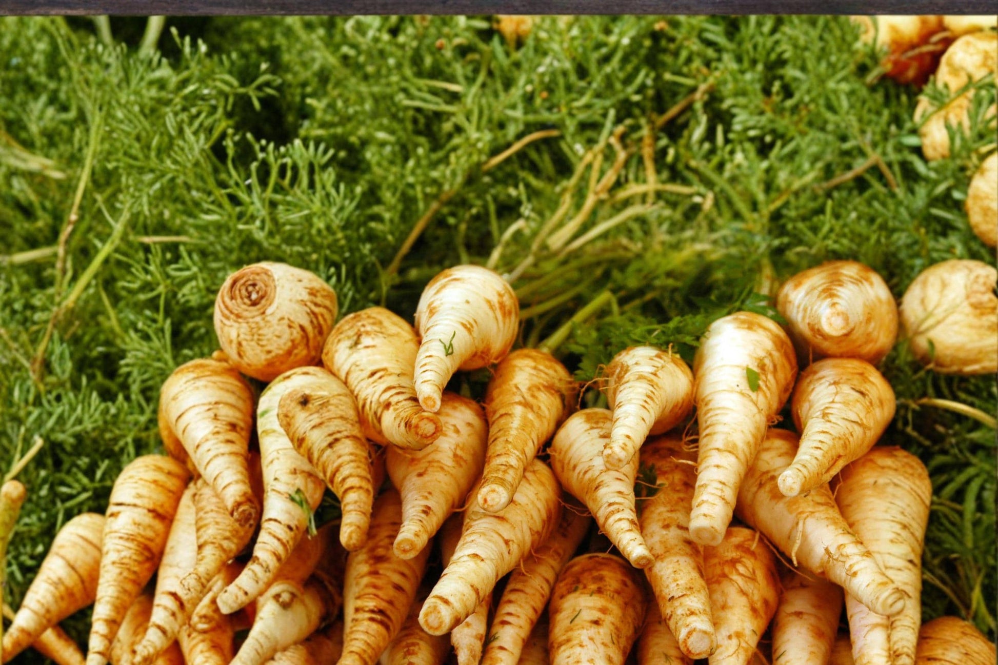 Harris Early Parsnip Seeds - 100 Count - Smooth Tapered Roots - Pastinaca sativa - Ideal for Garden Beds, Cool Season Planting