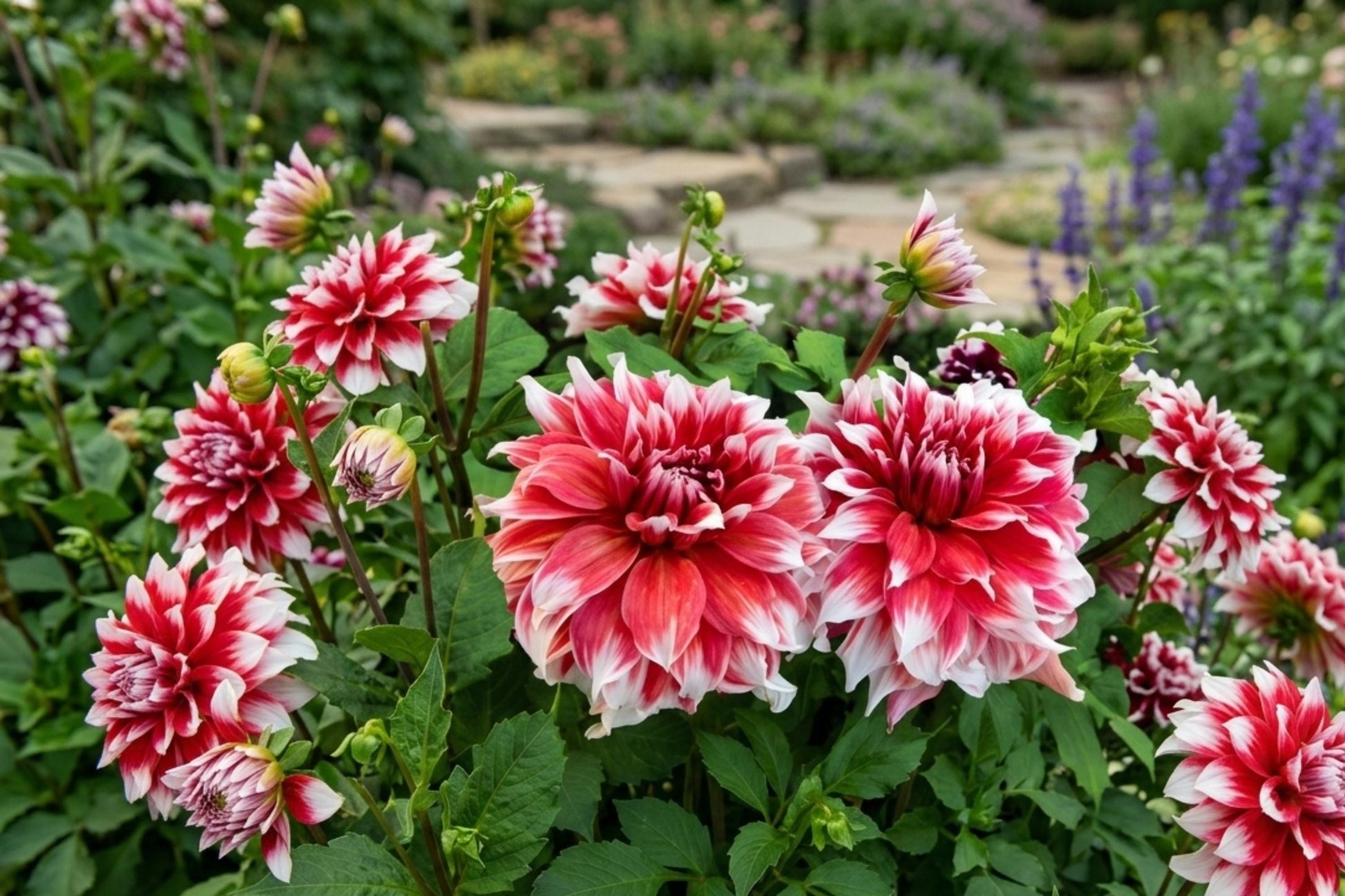 Frost Nip Dinner Plate Dahlia Tuber Clump - Red White Blooms for Garden Floral Arrangements - Dahlia 'Frost Nip'