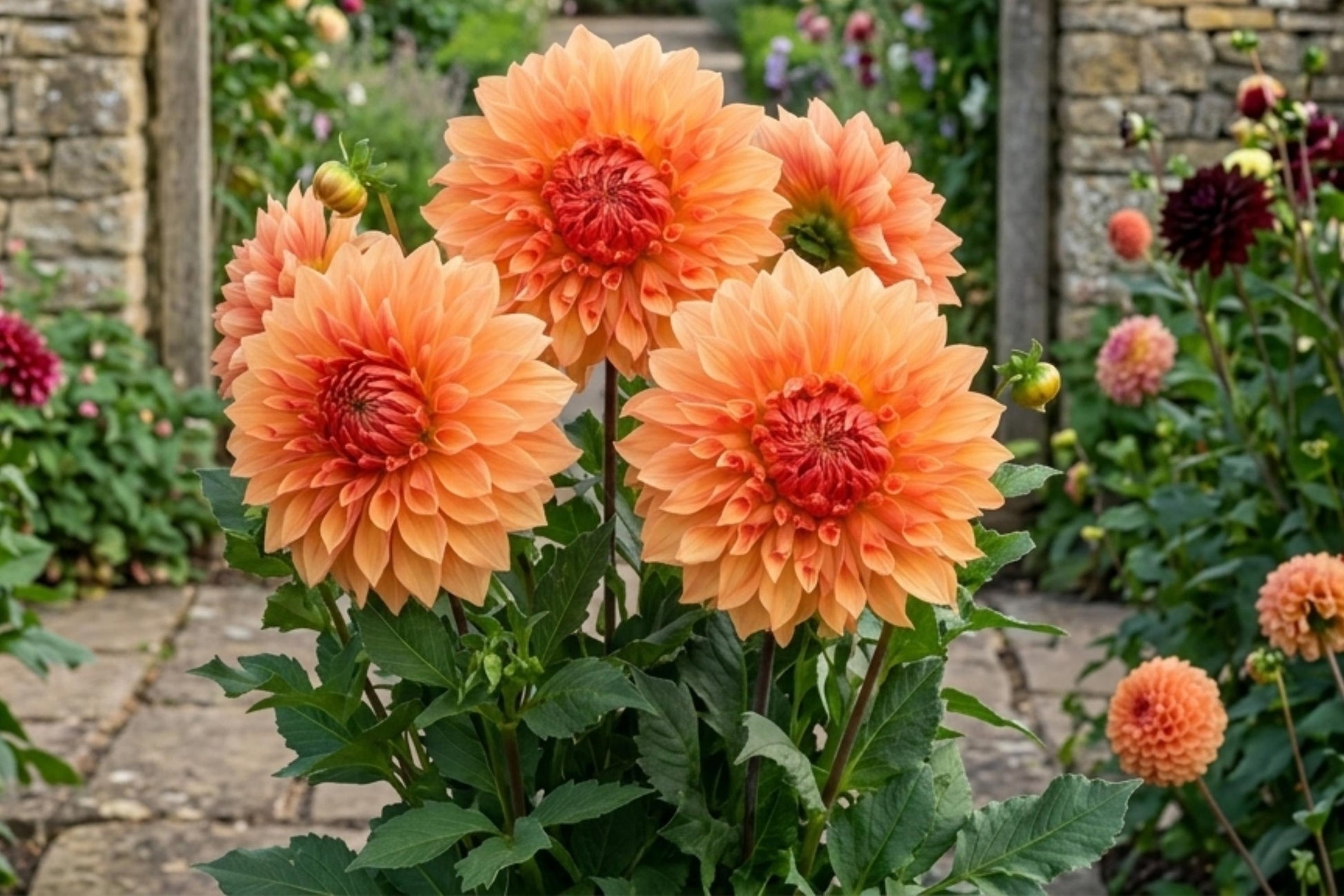 Giant Dinnerplate Dahlia Bulb Tuber Clump, Noordwijks Glory, Decorative Flower, Dahlia 'Noordwijks Glory' for Garden Planting