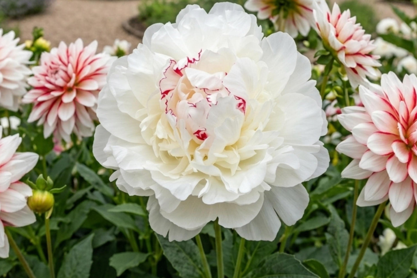 Double Peony Bare Root Plant - Festiva Maxima - White Flower - Paeonia lactiflora - Live Perennial - Easy to Grow