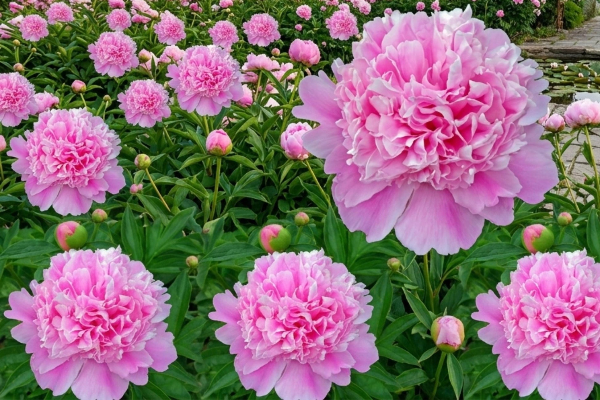 Sarah Bernhardt Peony Root Bulb - Live Perennial Pink Flower - Paeonia lactiflora - Hardy & Fragrant Garden Plant