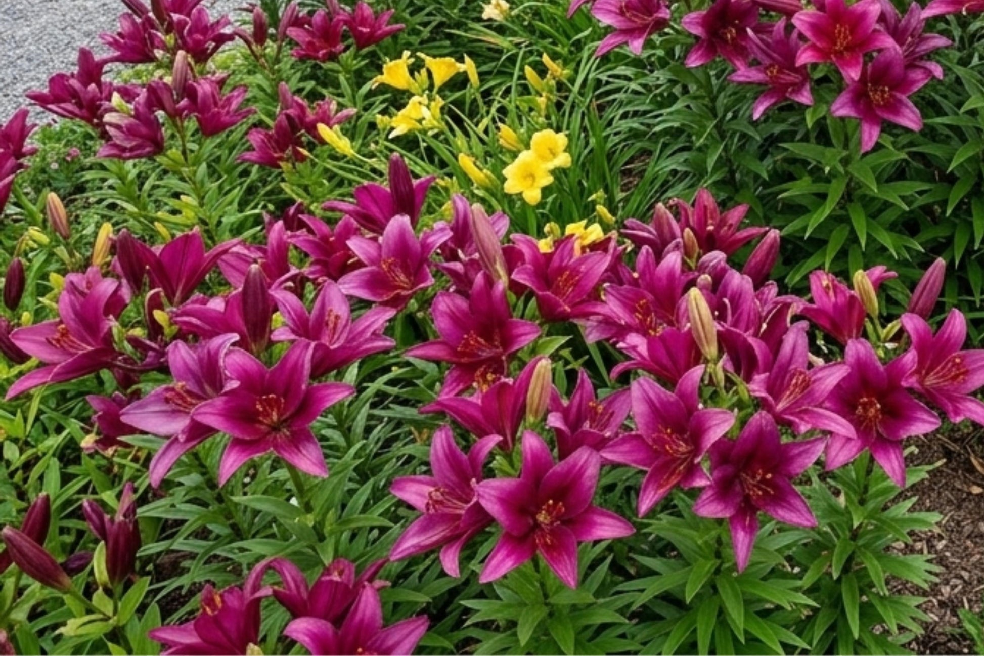 Giant Lily Bulbs 2-Pack Purple Prince Lilium hybrid - Abundant Blooms for Garden, Easy to Grow, Attracts Pollinators