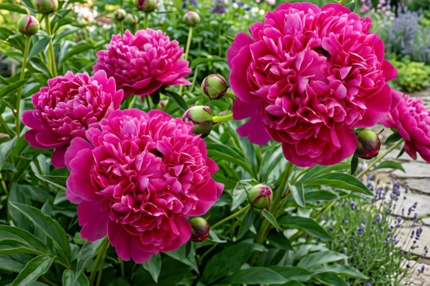 Red Kansas Double Peony Bulb Root Plant - Vivid Red Perennial Flower (Paeonia lactiflora 'Red Kansas') for Garden